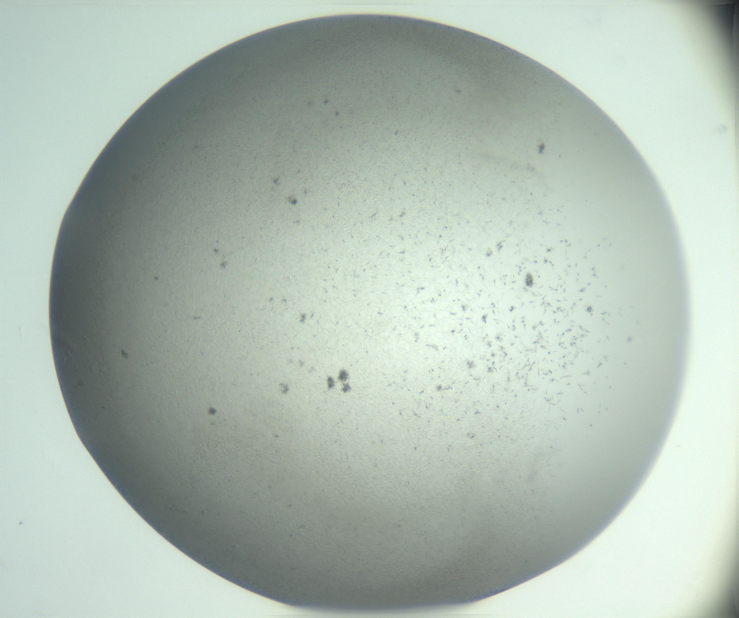 RI01_03_000_0212_Proj1_Clon1_MC_0000MC102986_003_161119_06_05_02_00_99_002_001_RAI.jpg