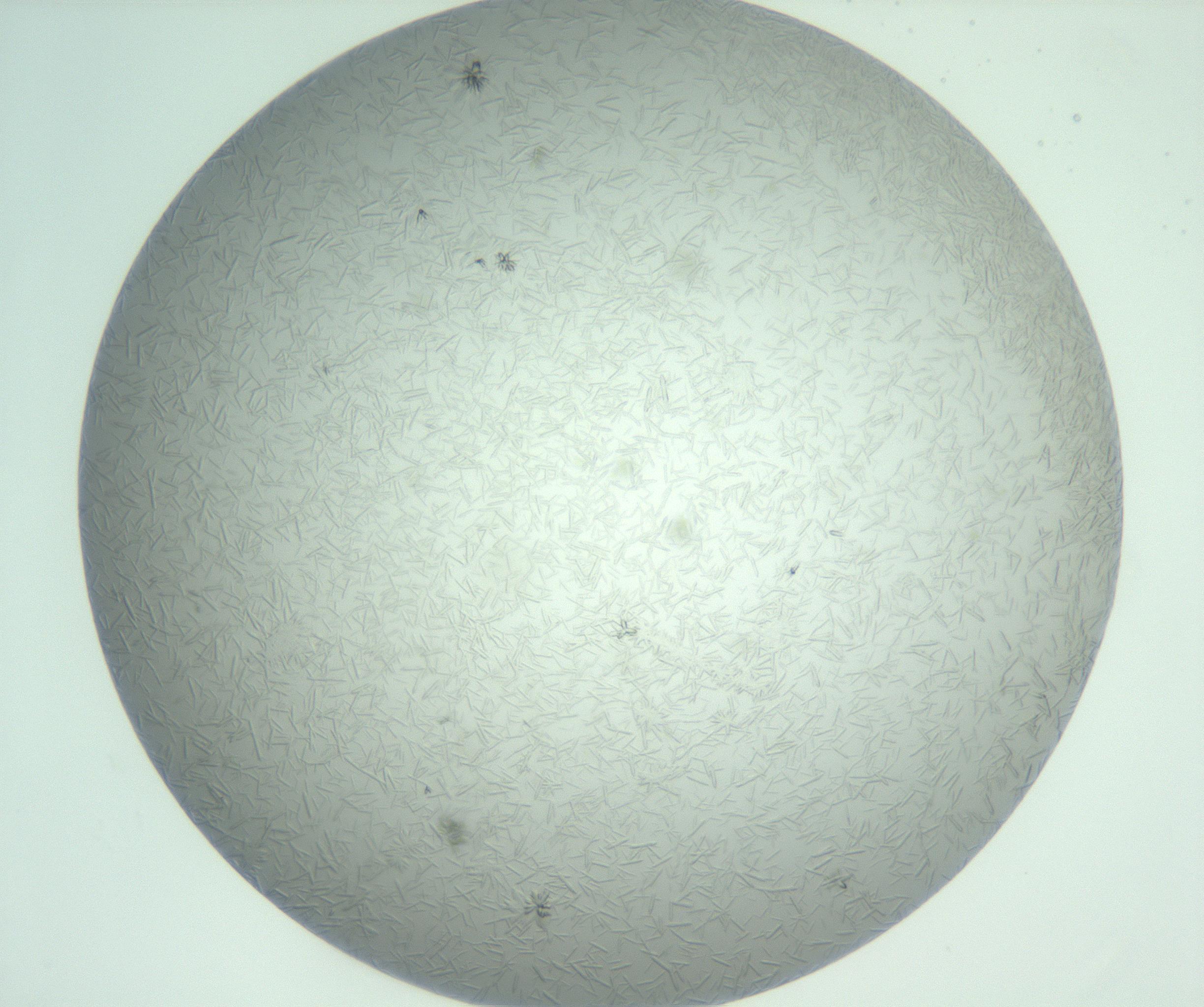 RI01_03_000_0212_Proj1_Clon1_MC_0000MC102986_003_161119_08_02_01_00_99_002_001_RAI.jpg