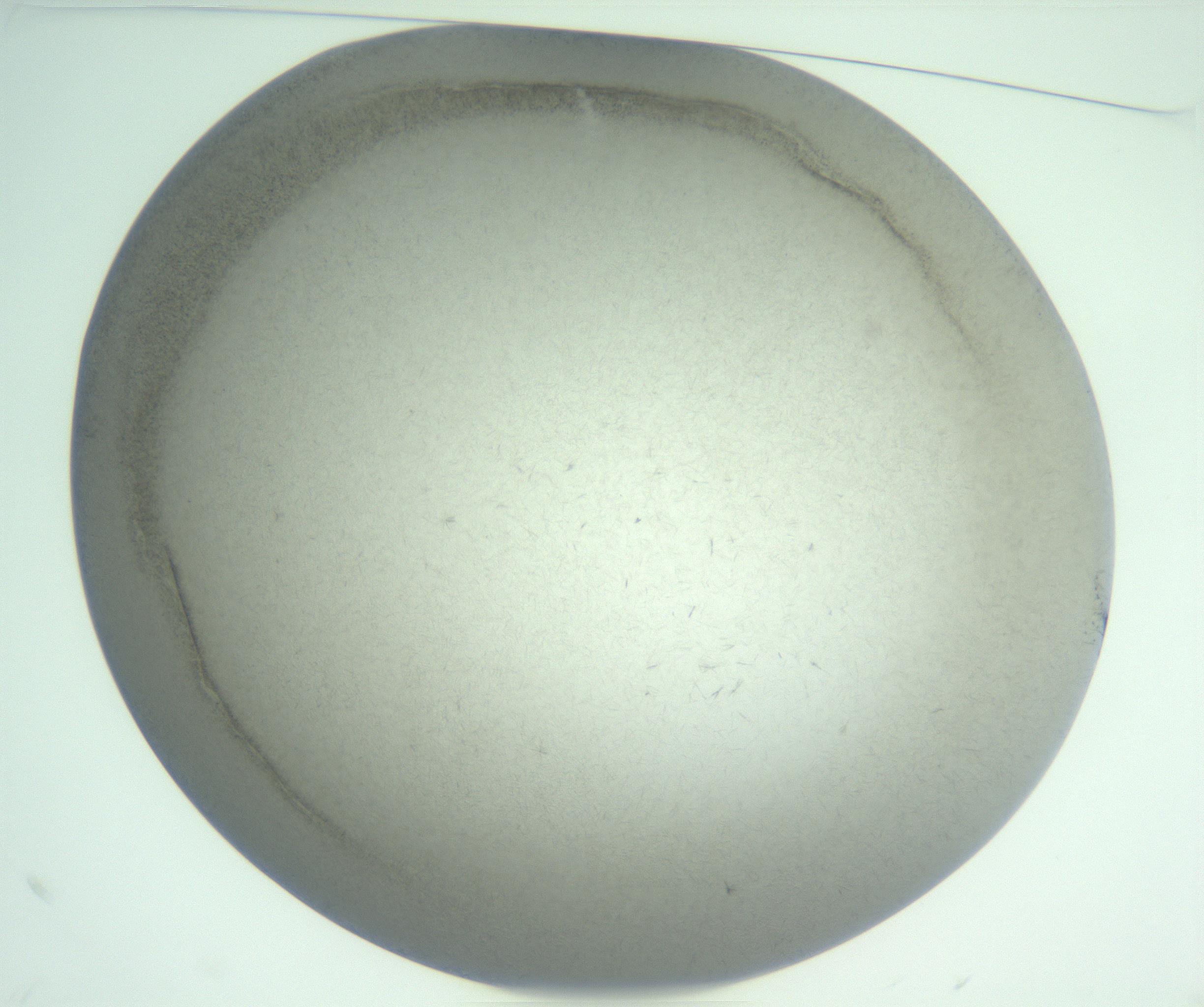 RI01_03_000_0212_Proj1_Clon1_MC_0000MC102986_003_161119_10_01_01_00_99_002_001_RAI.jpg