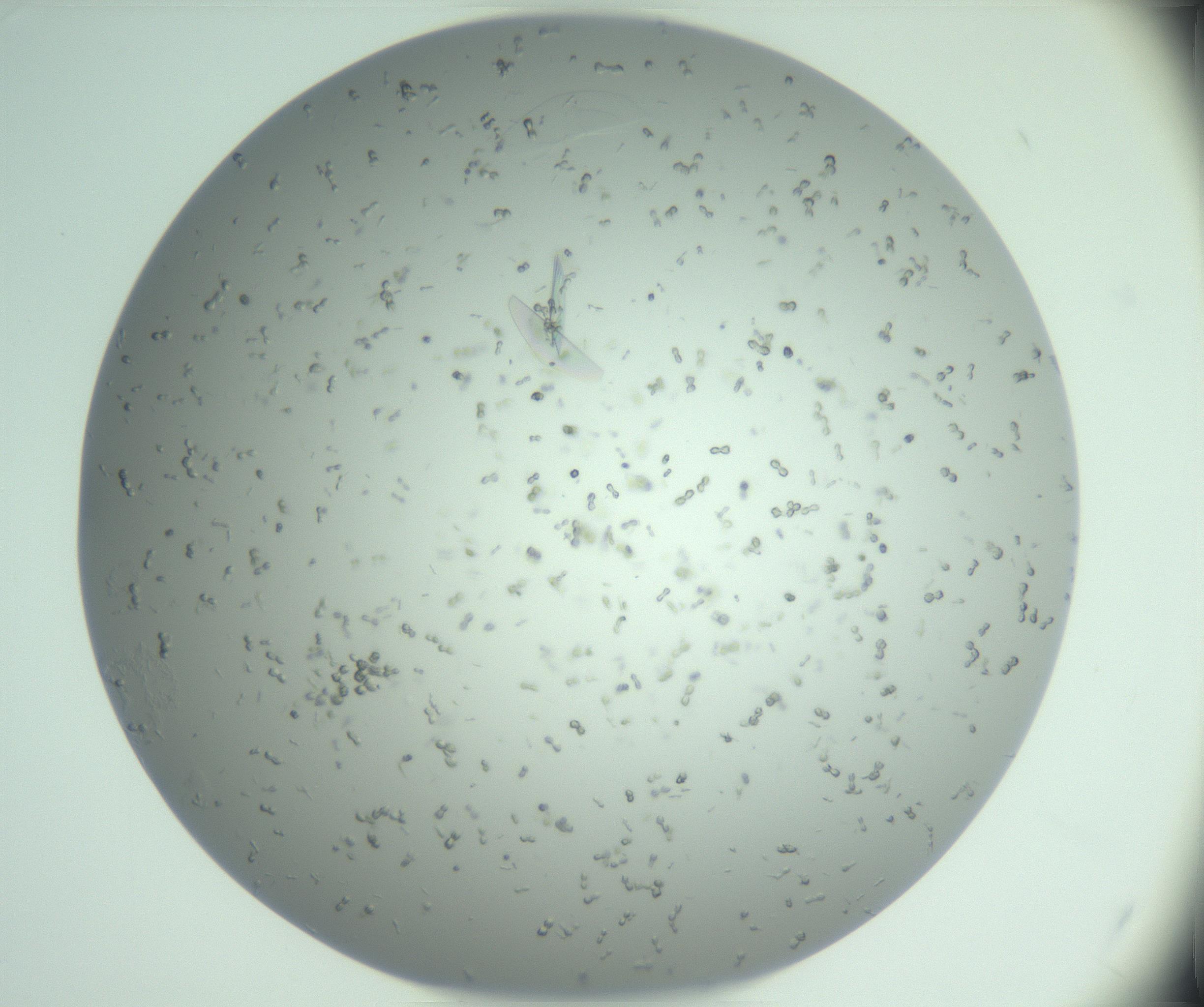 RI01_03_000_0212_Proj1_Clon1_MC_0000MC102986_006_161126_03_05_01_00_99_002_001_RAI.jpg
