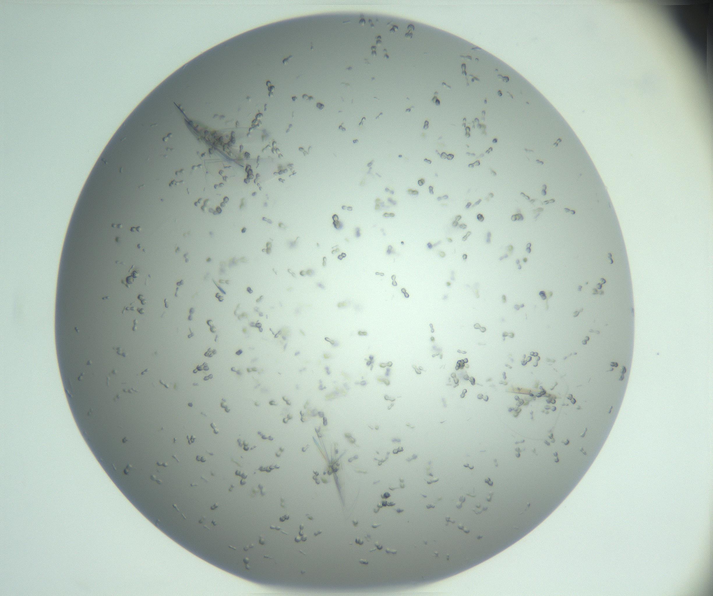 RI01_03_000_0212_Proj1_Clon1_MC_0000MC102986_006_161126_03_05_02_00_99_002_001_RAI.jpg