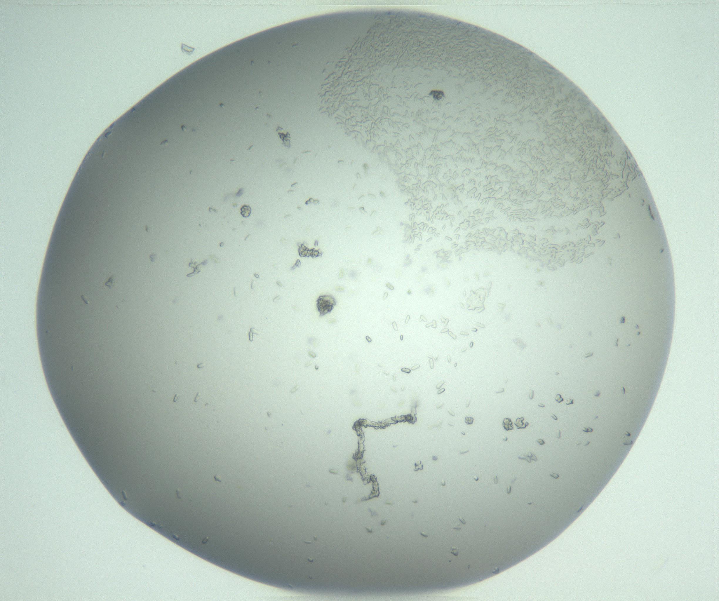 RI01_03_000_0212_Proj1_Clon1_MC_0000MC102986_006_161126_04_06_02_00_99_002_001_RAI.jpg