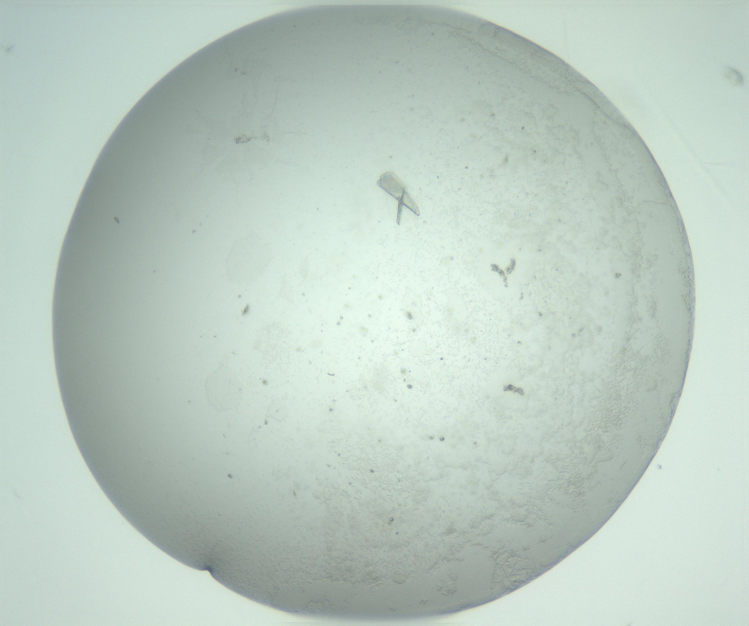 RI01_03_000_0212_Proj1_Clon1_MC_0000MC102986_006_161126_08_06_01_00_99_002_001_RAI.jpg