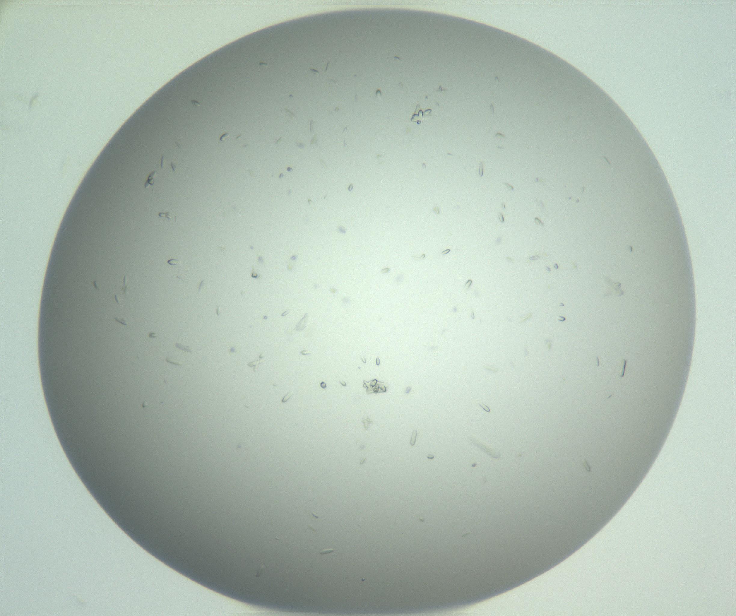 RI01_03_000_0212_Proj1_Clon1_MC_0000MC102986_006_161126_08_08_02_00_99_002_001_RAI.jpg