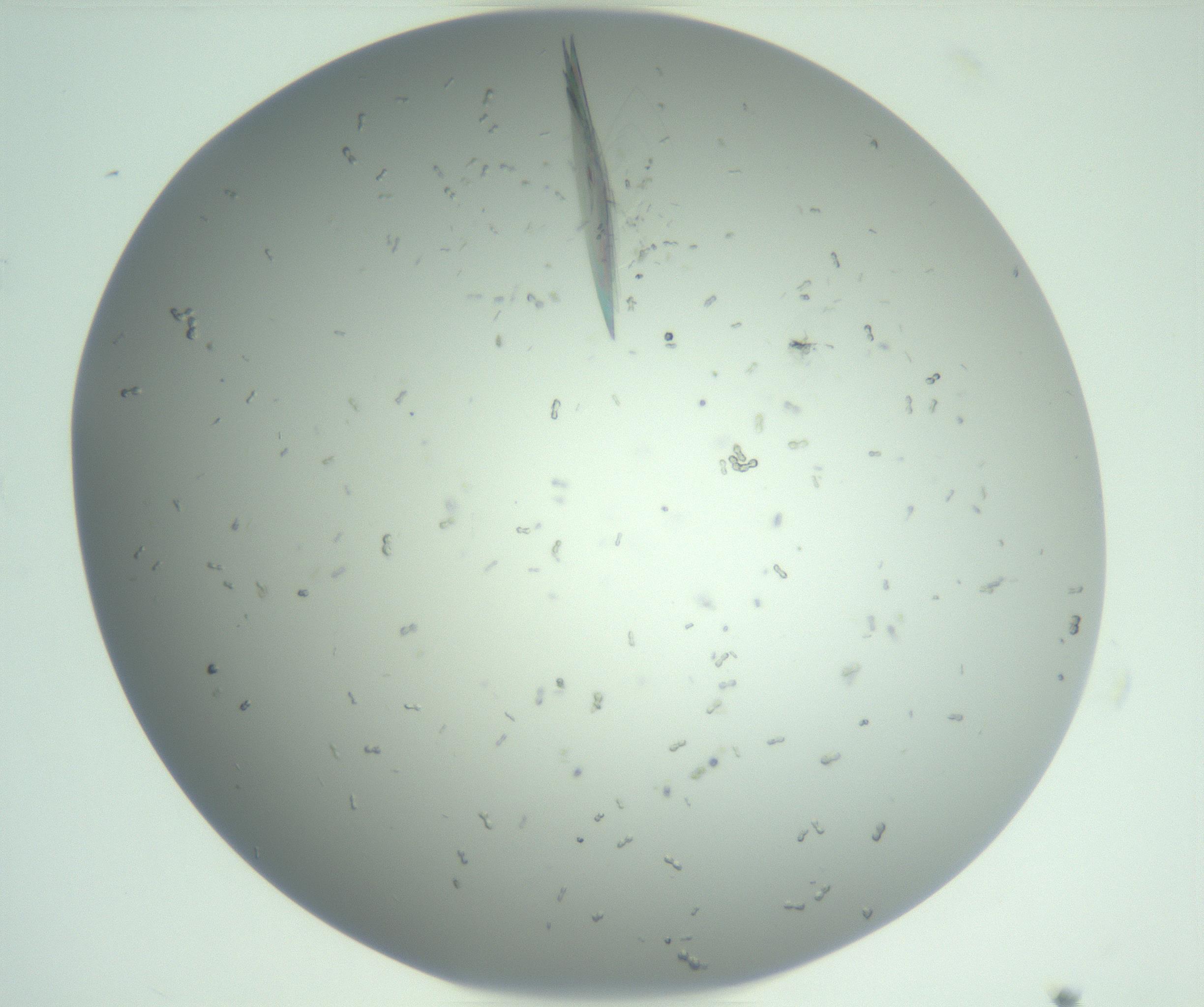 RI01_03_000_0212_Proj1_Clon1_MC_0000MC102986_006_161126_11_01_02_00_99_002_001_RAI.jpg
