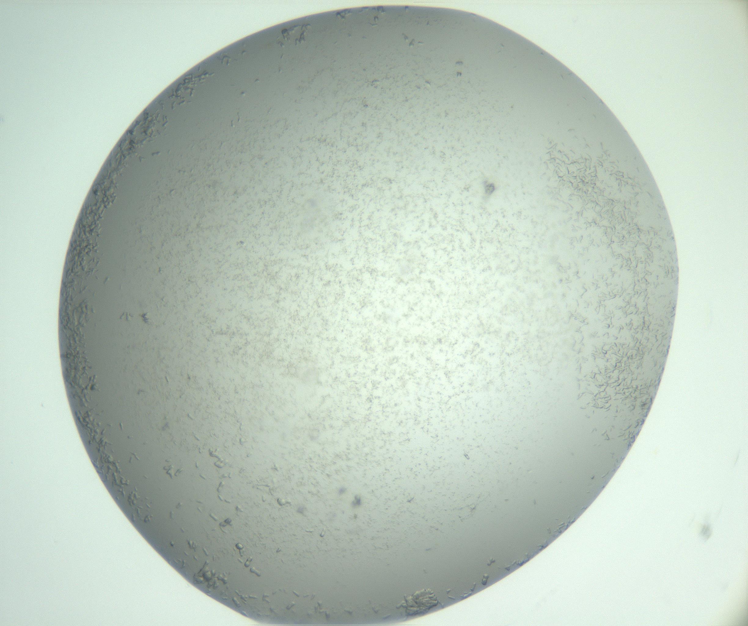 RI01_03_000_0212_Proj1_Clon1_MC_0000MC102986_006_161126_11_02_01_00_99_002_001_RAI.jpg