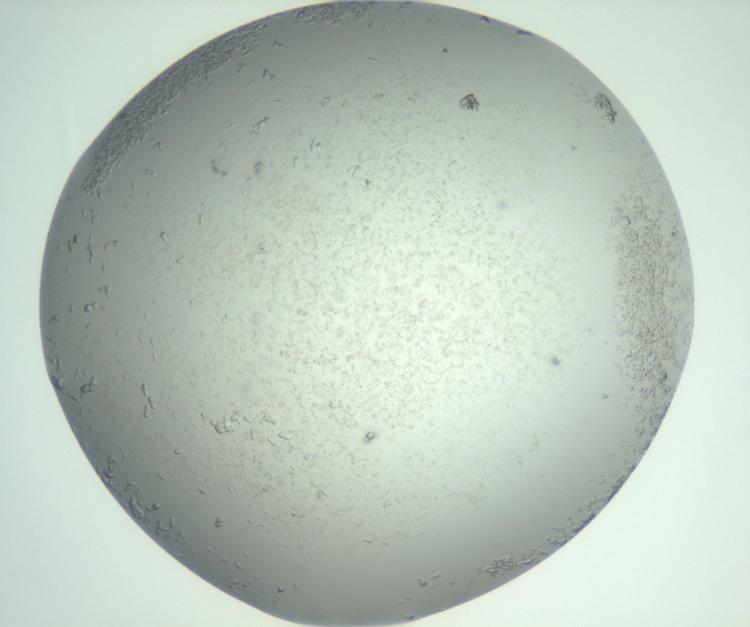 RI01_03_000_0212_Proj1_Clon1_MC_0000MC102986_006_161126_11_02_02_00_99_002_001_RAI.jpg