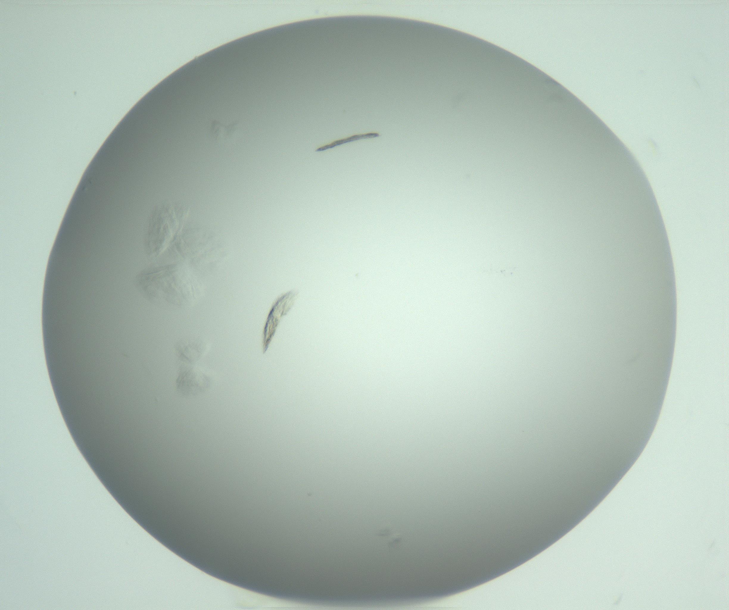 RI01_03_000_0212_Proj1_Clon1_MC_0000MC102986_006_161126_11_07_01_00_99_002_001_RAI.jpg
