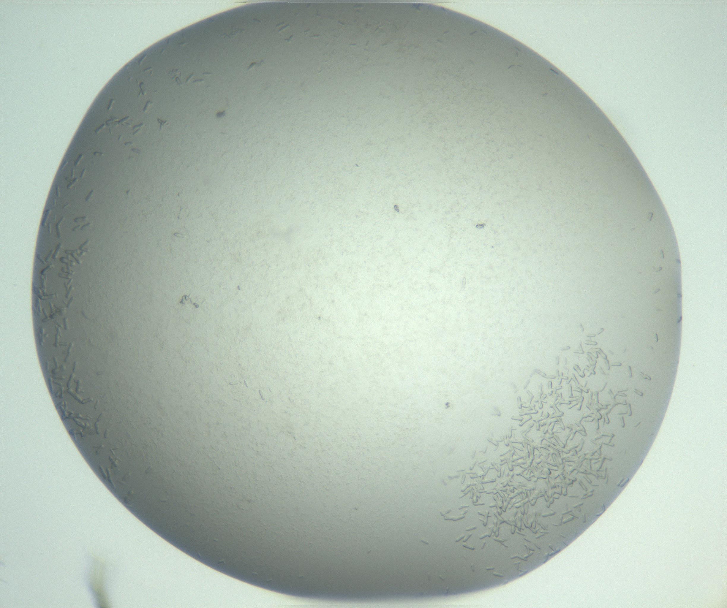 RI01_03_000_0212_Proj1_Clon1_MC_0000MC102986_006_161126_12_01_01_00_99_002_001_RAI.jpg