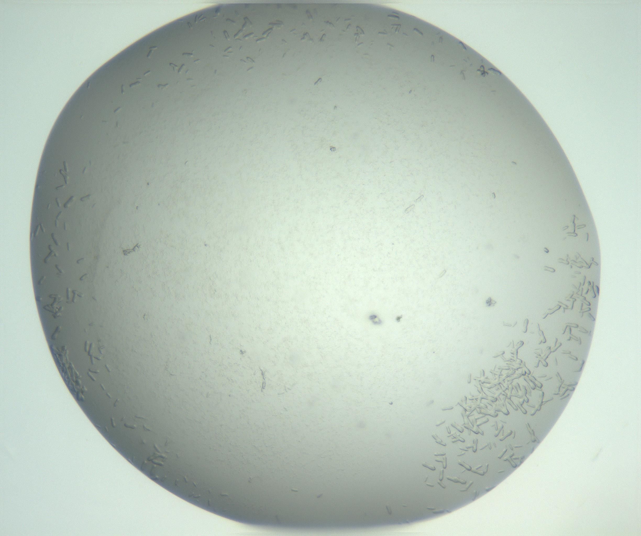 RI01_03_000_0212_Proj1_Clon1_MC_0000MC102986_006_161126_12_01_02_00_99_002_001_RAI.jpg