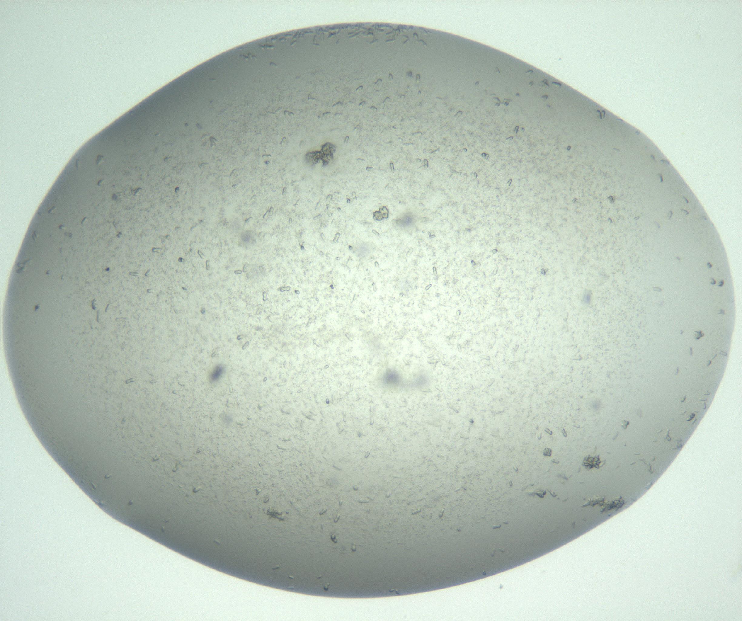 RI01_03_000_0212_Proj1_Clon1_MC_0000MC102986_006_161126_12_06_01_00_99_002_001_RAI.jpg