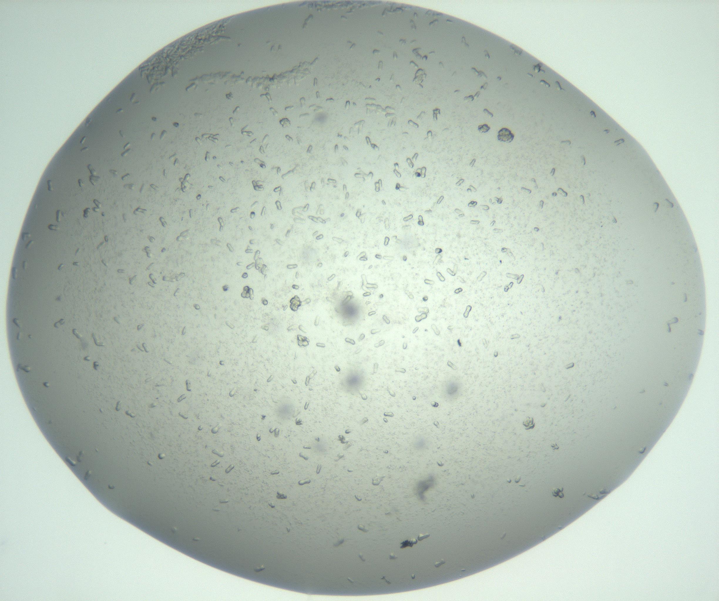 RI01_03_000_0212_Proj1_Clon1_MC_0000MC102986_006_161126_12_06_02_00_99_002_001_RAI.jpg