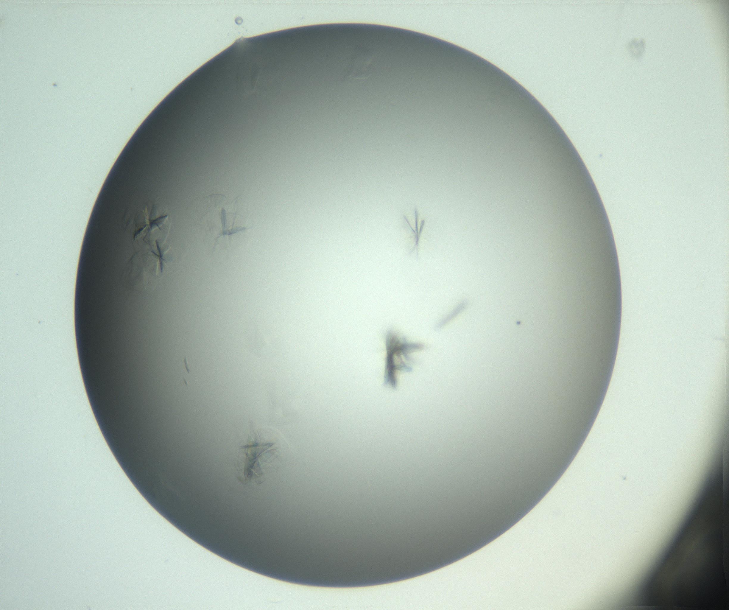 RI01_03_000_0212_Proj1_Clon1_MC_0000MC102987_003_161119_02_02_01_00_99_002_001_RAI.jpg
