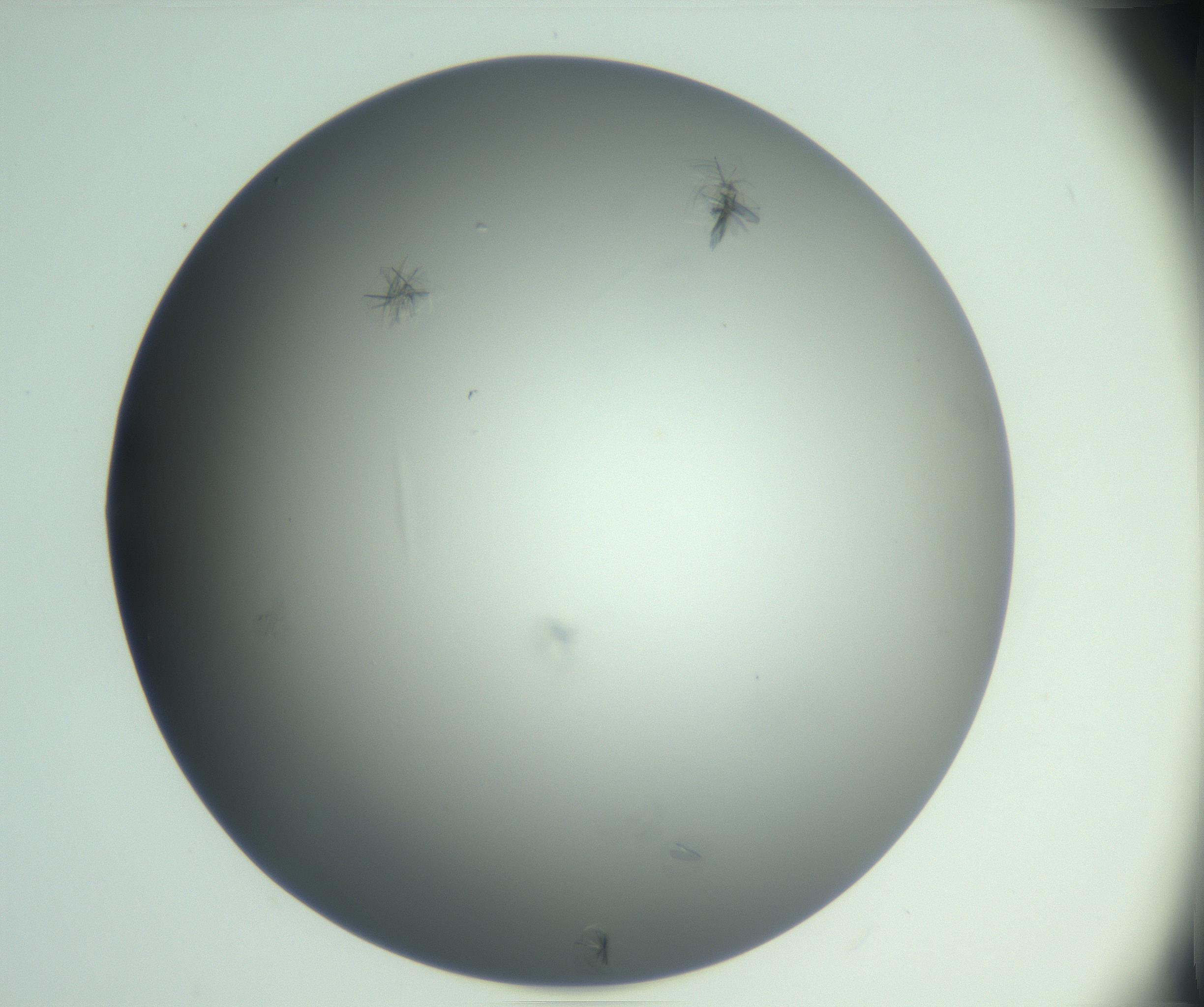 RI01_03_000_0212_Proj1_Clon1_MC_0000MC102987_003_161119_02_06_01_00_99_002_001_RAI.jpg