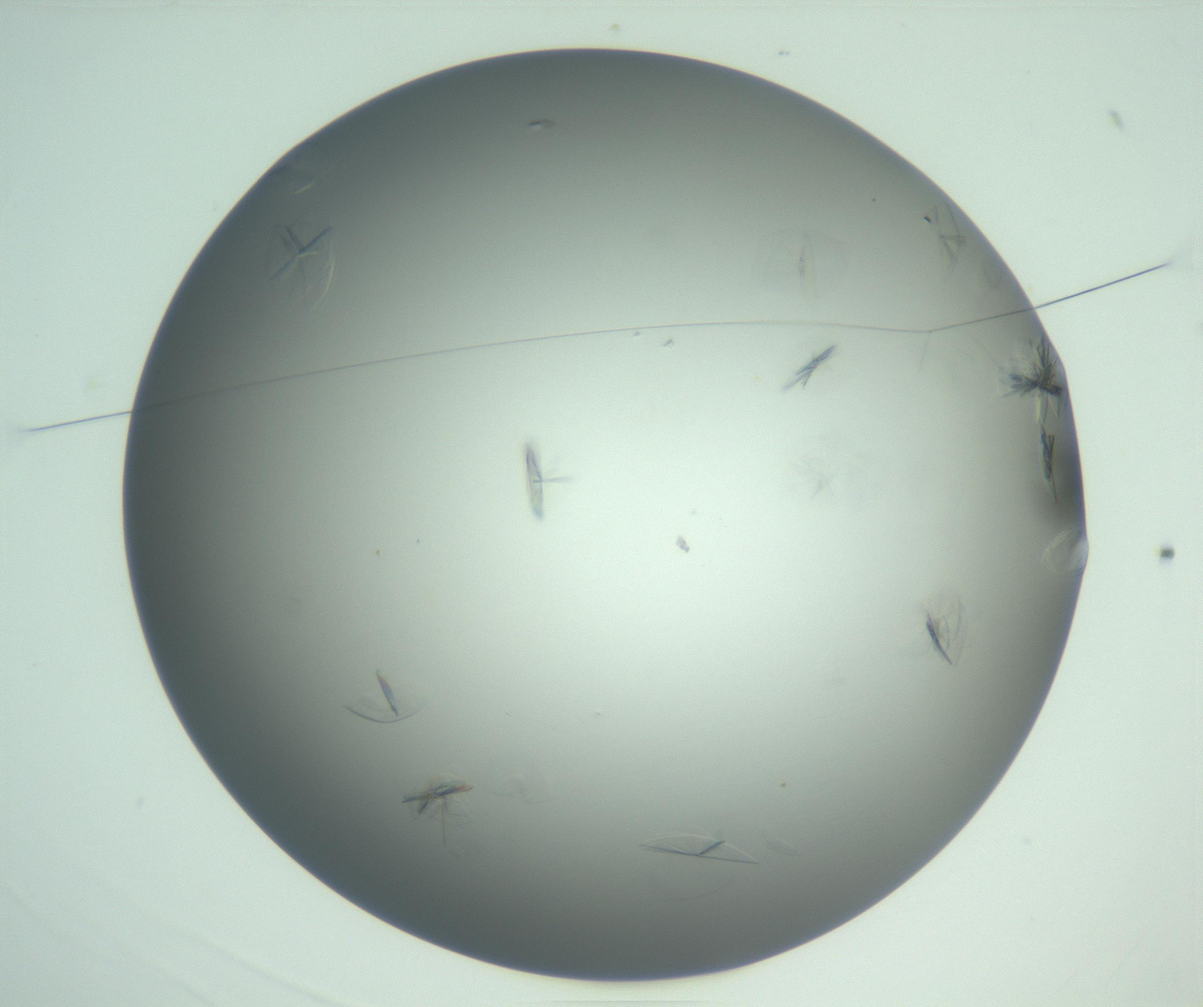 RI01_03_000_0212_Proj1_Clon1_MC_0000MC102987_003_161119_03_01_01_00_99_002_001_RAI.jpg