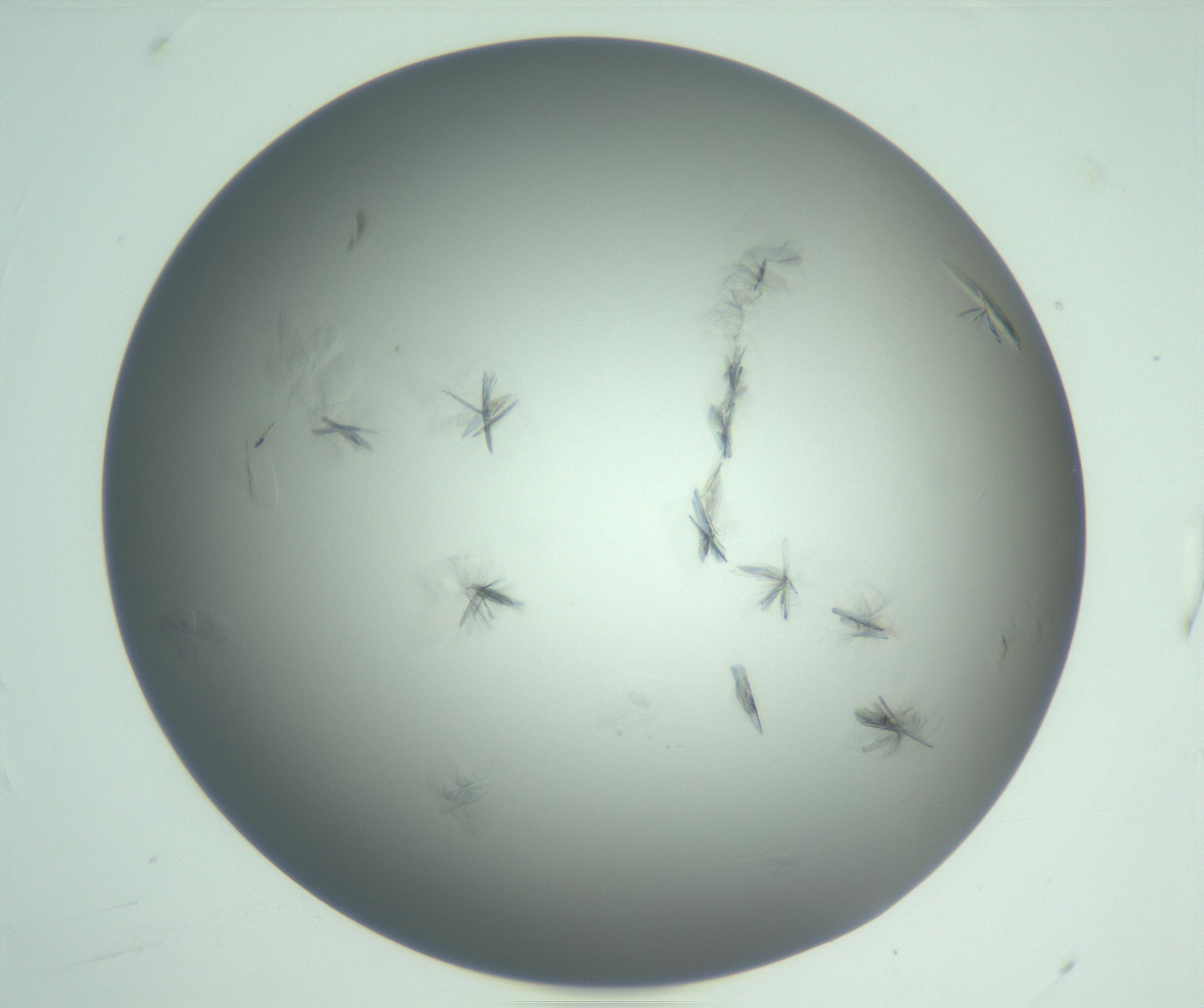 RI01_03_000_0212_Proj1_Clon1_MC_0000MC102987_003_161119_04_01_01_00_99_002_001_RAI.jpg
