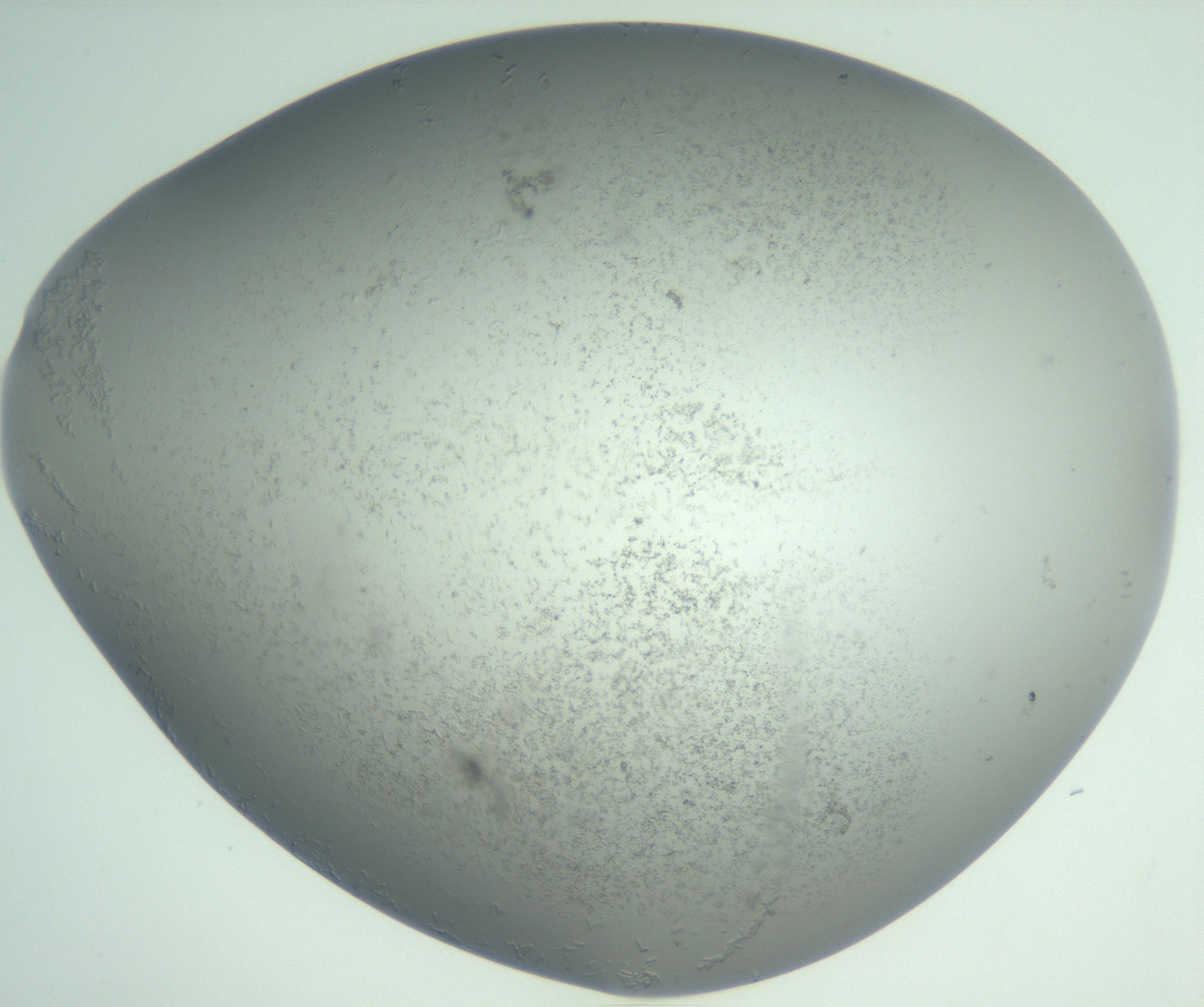 RI01_03_000_0212_Proj1_Clon1_MC_0000MC102987_003_161119_04_01_02_00_99_002_001_RAI.jpg