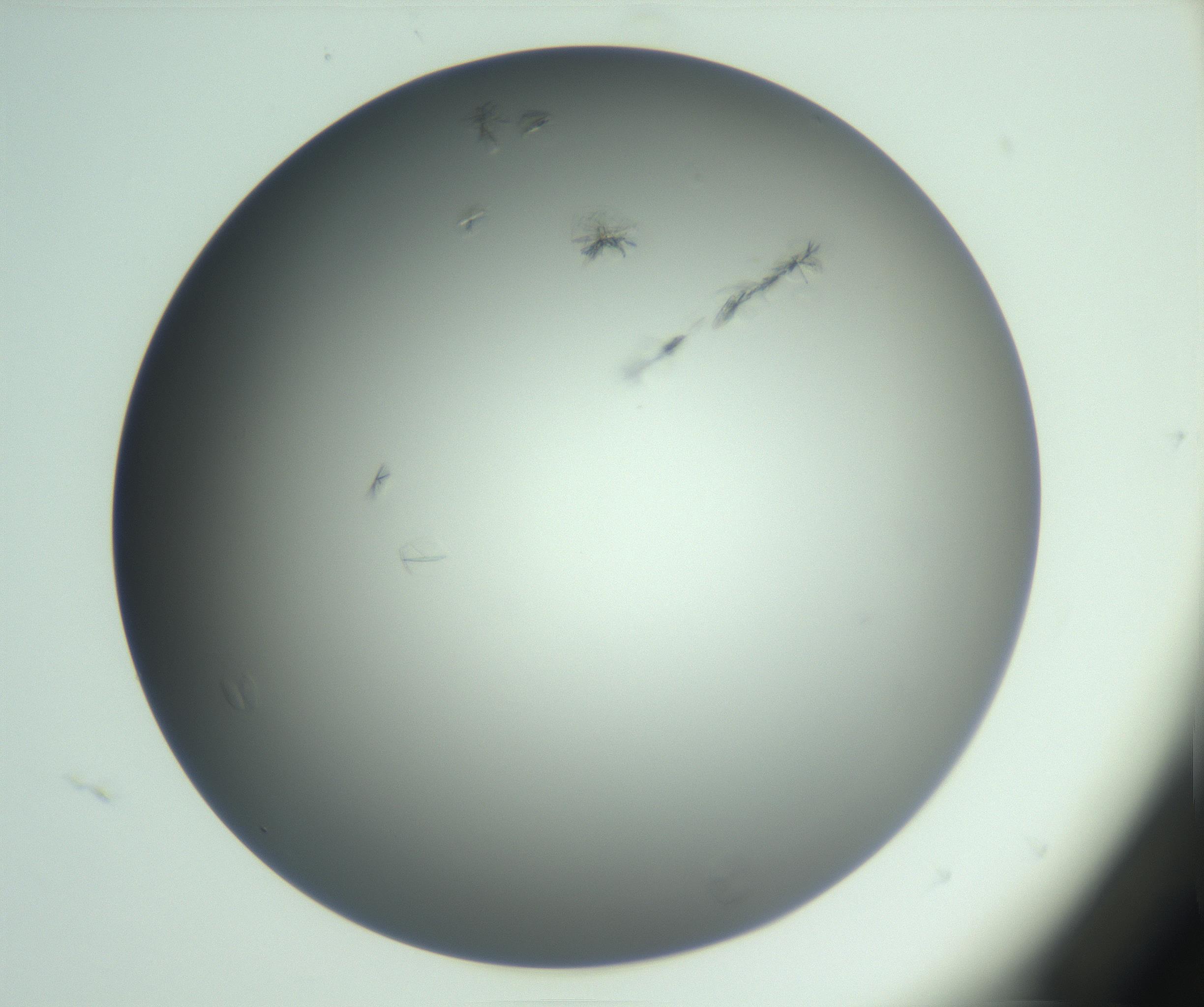 RI01_03_000_0212_Proj1_Clon1_MC_0000MC102987_003_161119_04_03_01_00_99_002_001_RAI.jpg