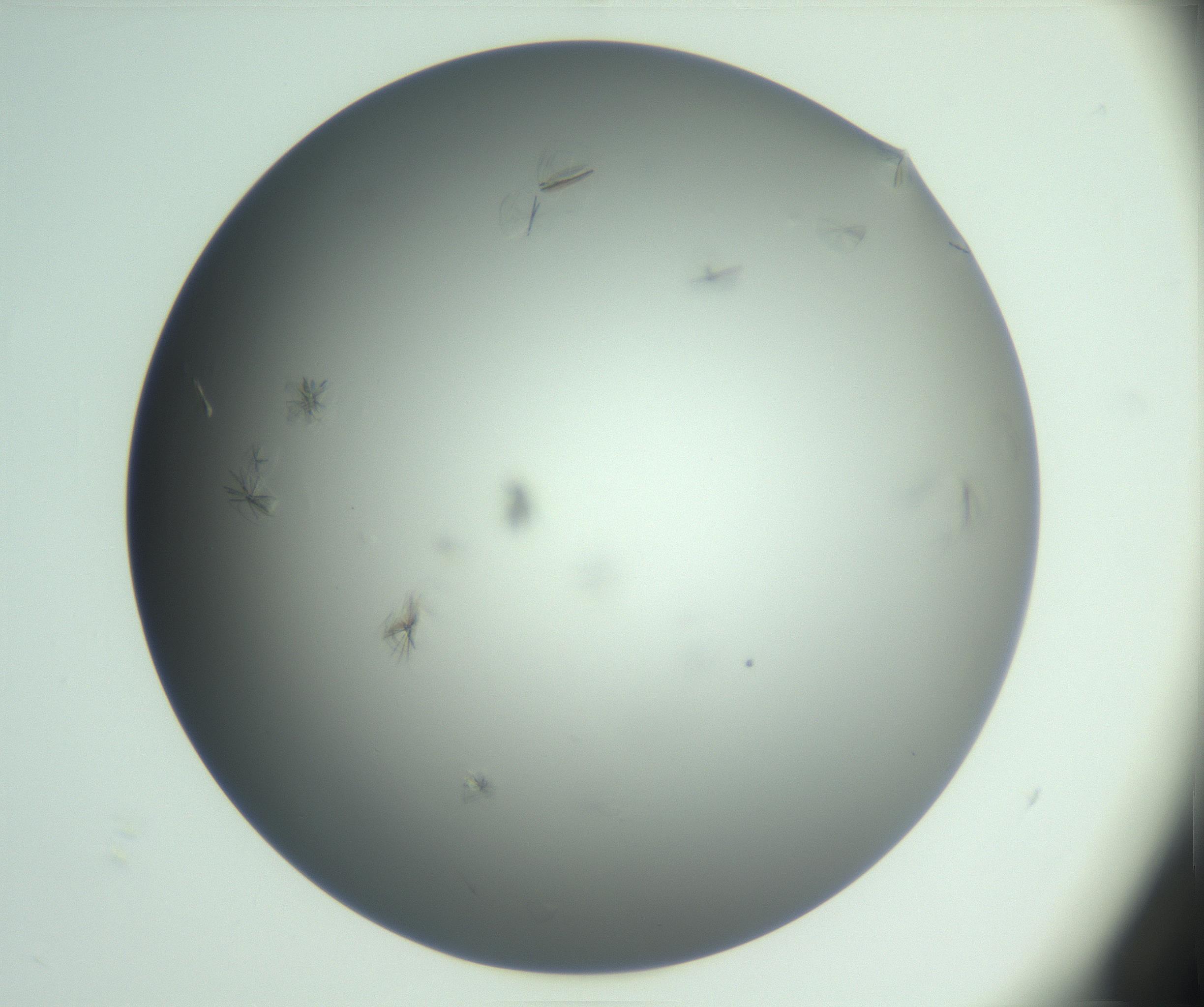 RI01_03_000_0212_Proj1_Clon1_MC_0000MC102987_003_161119_04_04_01_00_99_002_001_RAI.jpg