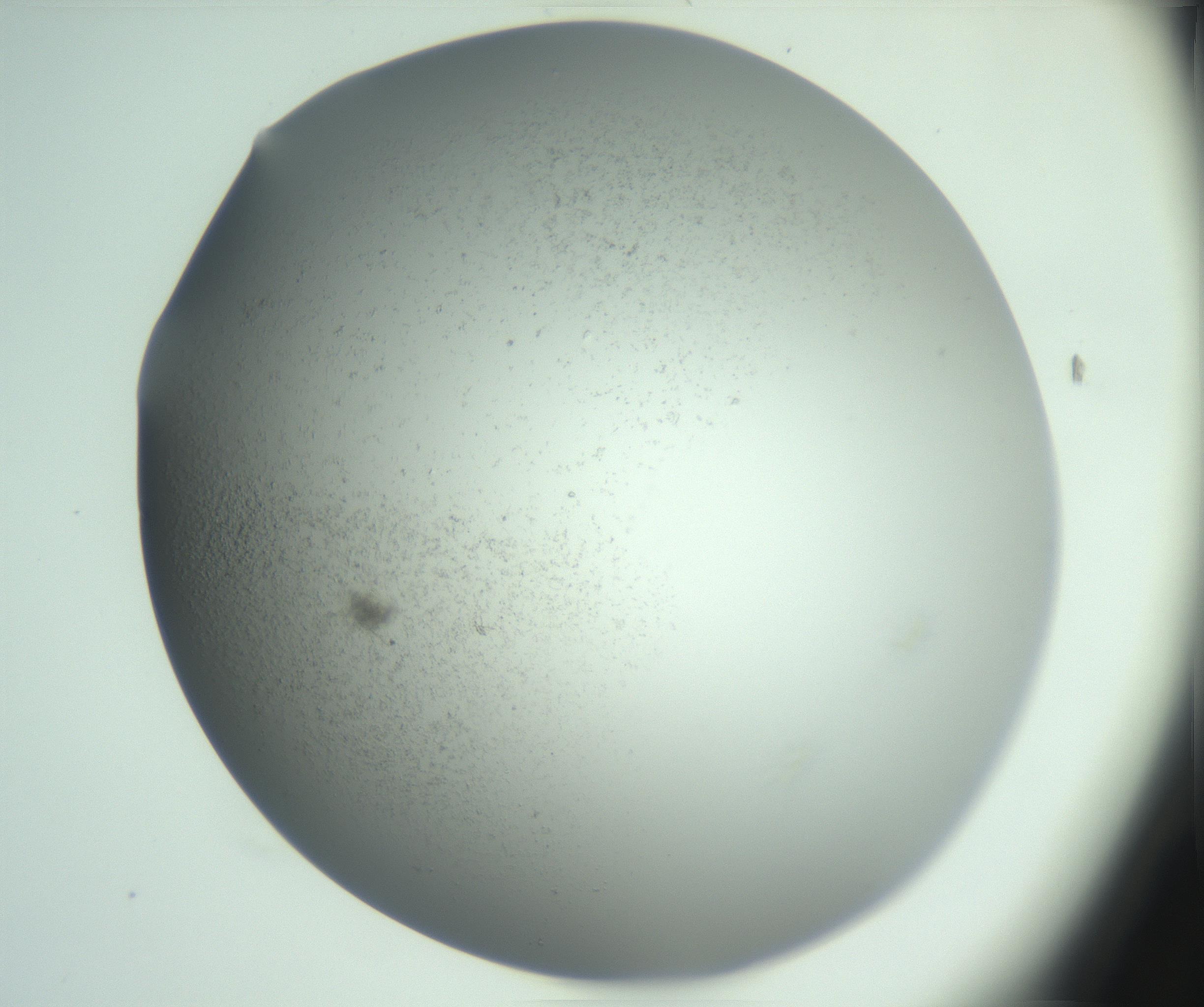 RI01_03_000_0212_Proj1_Clon1_MC_0000MC102987_003_161119_04_04_02_00_99_002_001_RAI.jpg