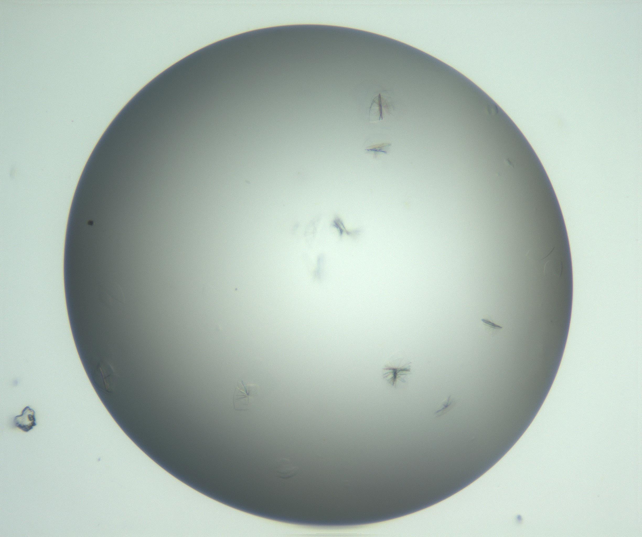 RI01_03_000_0212_Proj1_Clon1_MC_0000MC102987_003_161119_04_06_01_00_99_002_001_RAI.jpg