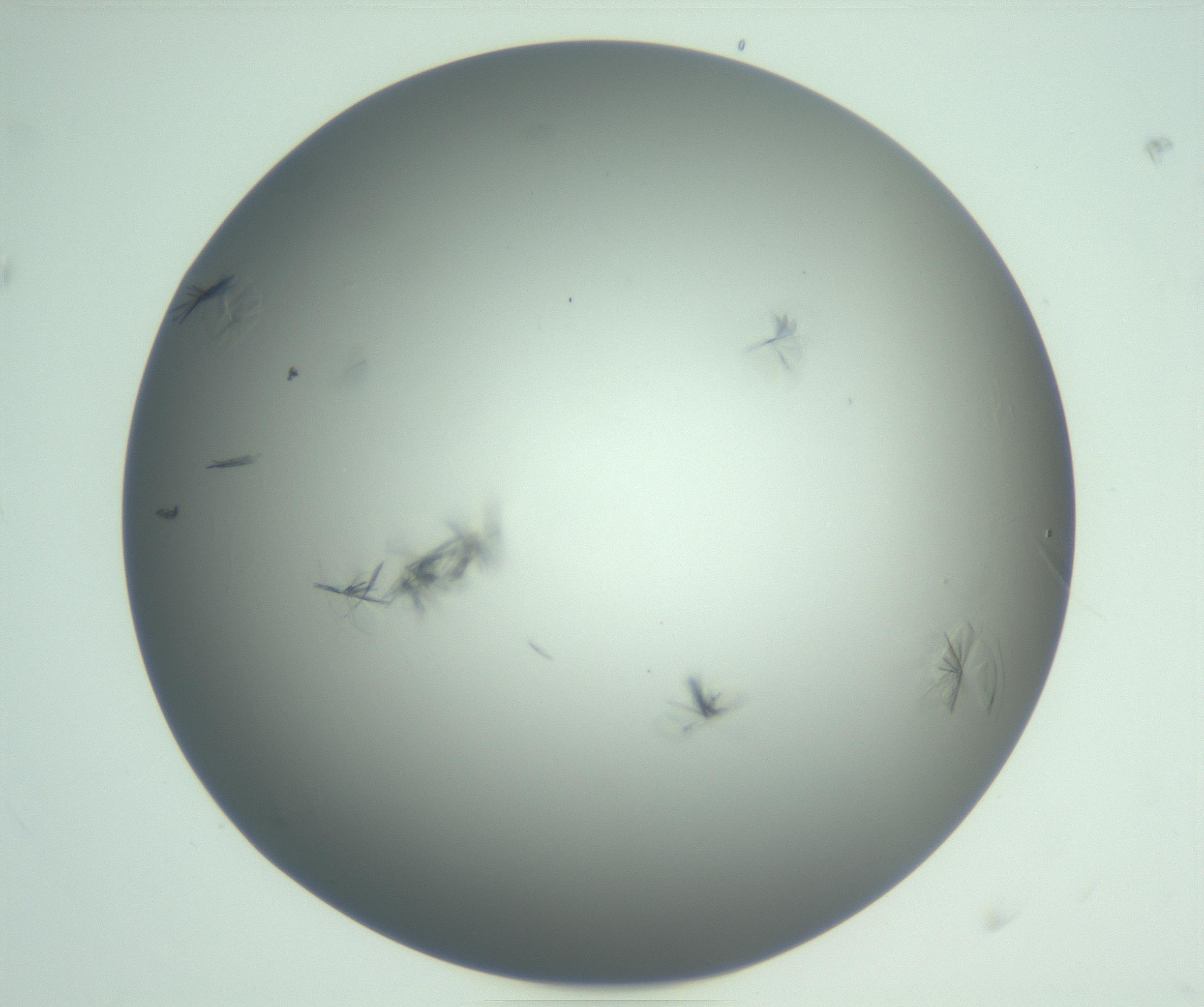 RI01_03_000_0212_Proj1_Clon1_MC_0000MC102987_003_161119_04_07_01_00_99_002_001_RAI.jpg