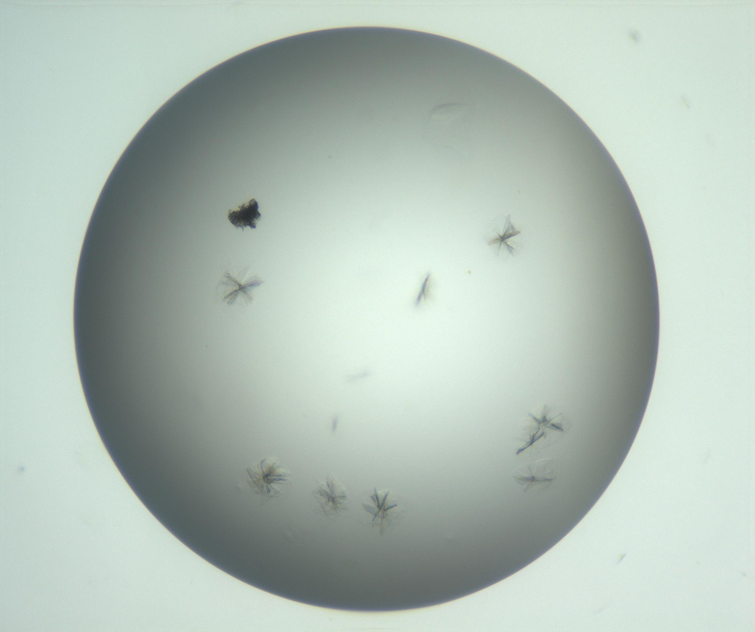 RI01_03_000_0212_Proj1_Clon1_MC_0000MC102987_003_161119_05_02_01_00_99_002_001_RAI.jpg