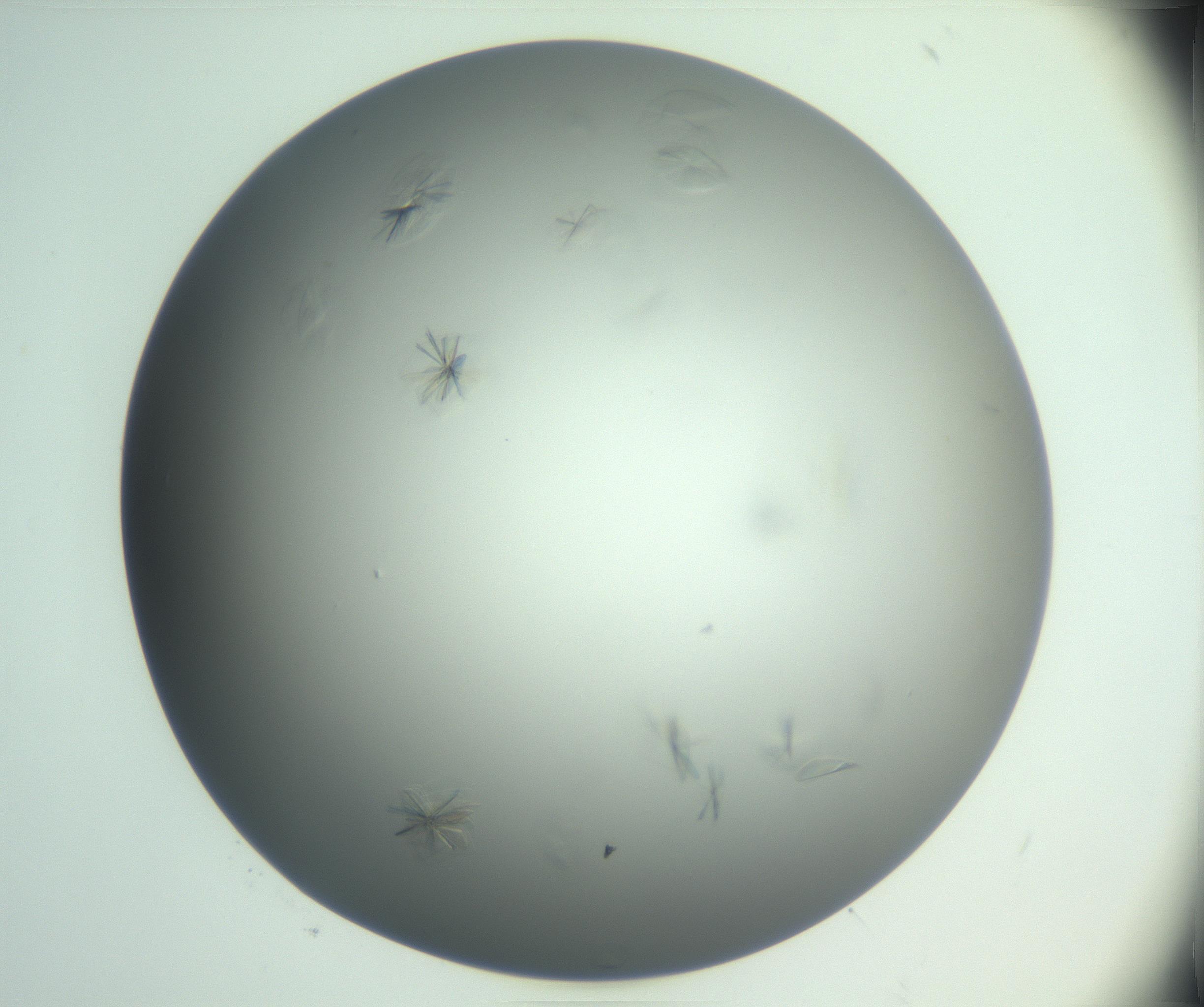 RI01_03_000_0212_Proj1_Clon1_MC_0000MC102987_003_161119_05_08_01_00_99_002_001_RAI.jpg