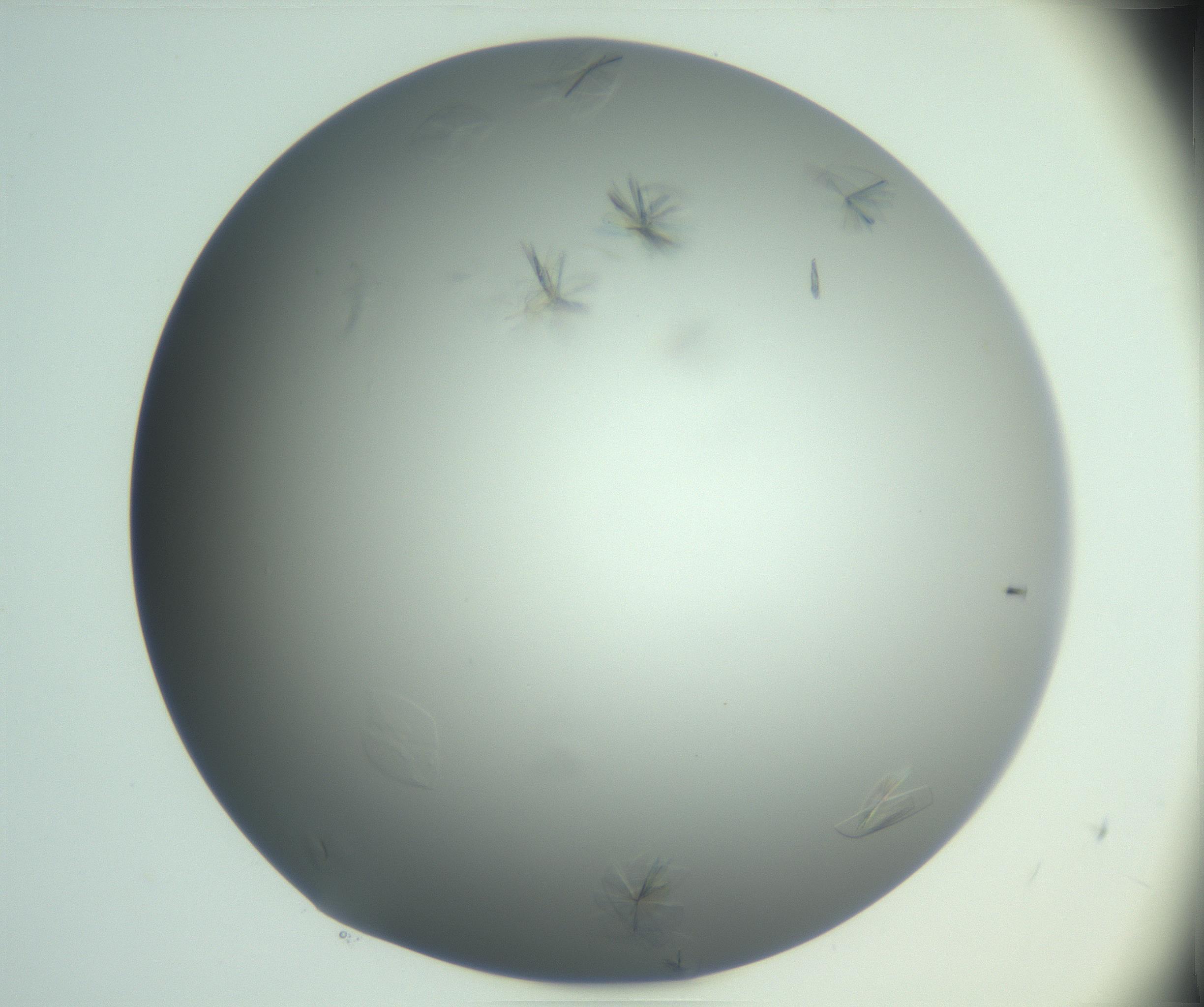 RI01_03_000_0212_Proj1_Clon1_MC_0000MC102987_003_161119_06_08_01_00_99_002_001_RAI.jpg