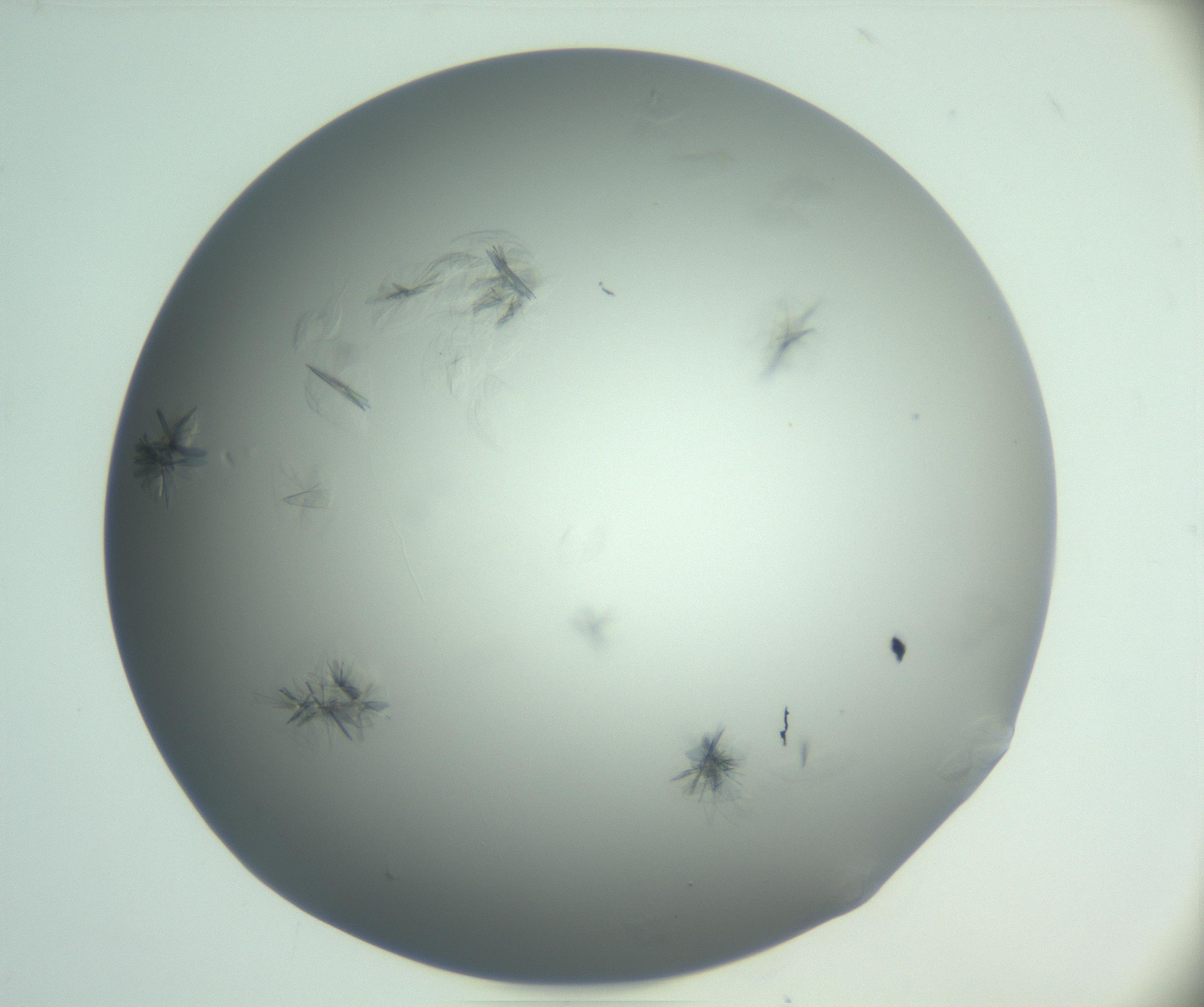 RI01_03_000_0212_Proj1_Clon1_MC_0000MC102987_003_161119_07_08_01_00_99_002_001_RAI.jpg