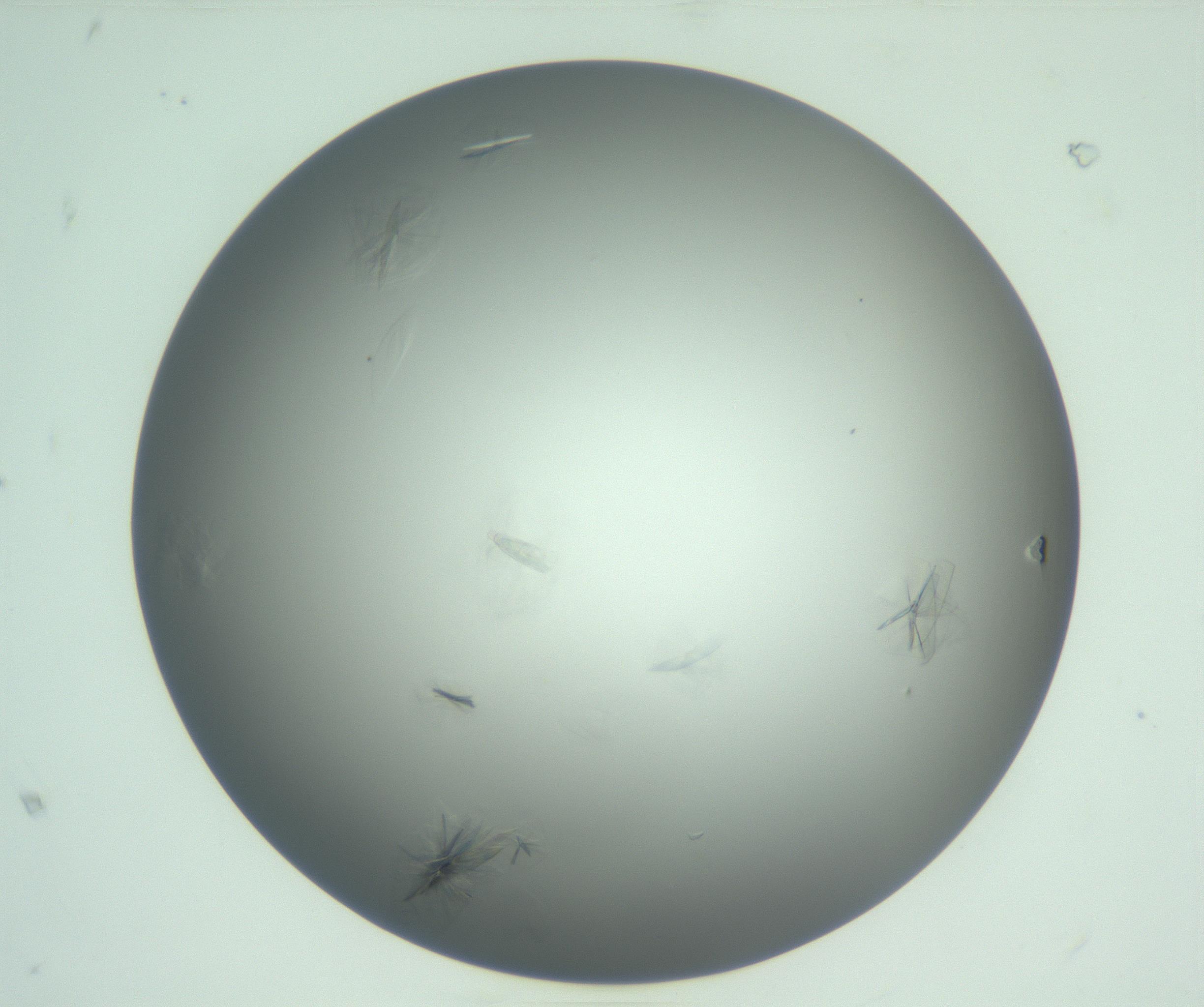 RI01_03_000_0212_Proj1_Clon1_MC_0000MC102987_003_161119_08_01_01_00_99_002_001_RAI.jpg