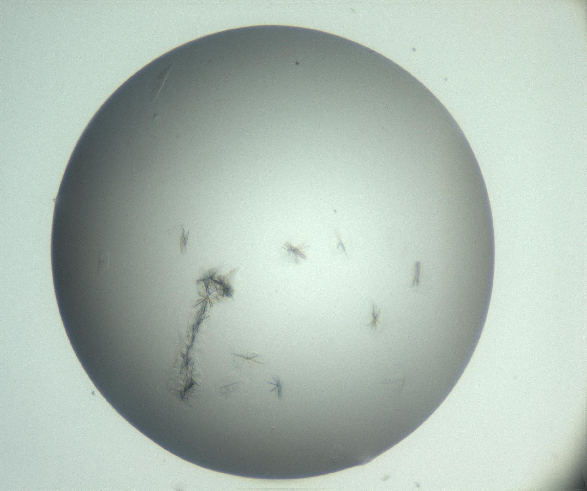 RI01_03_000_0212_Proj1_Clon1_MC_0000MC102987_003_161119_08_04_01_00_99_002_001_RAI.jpg