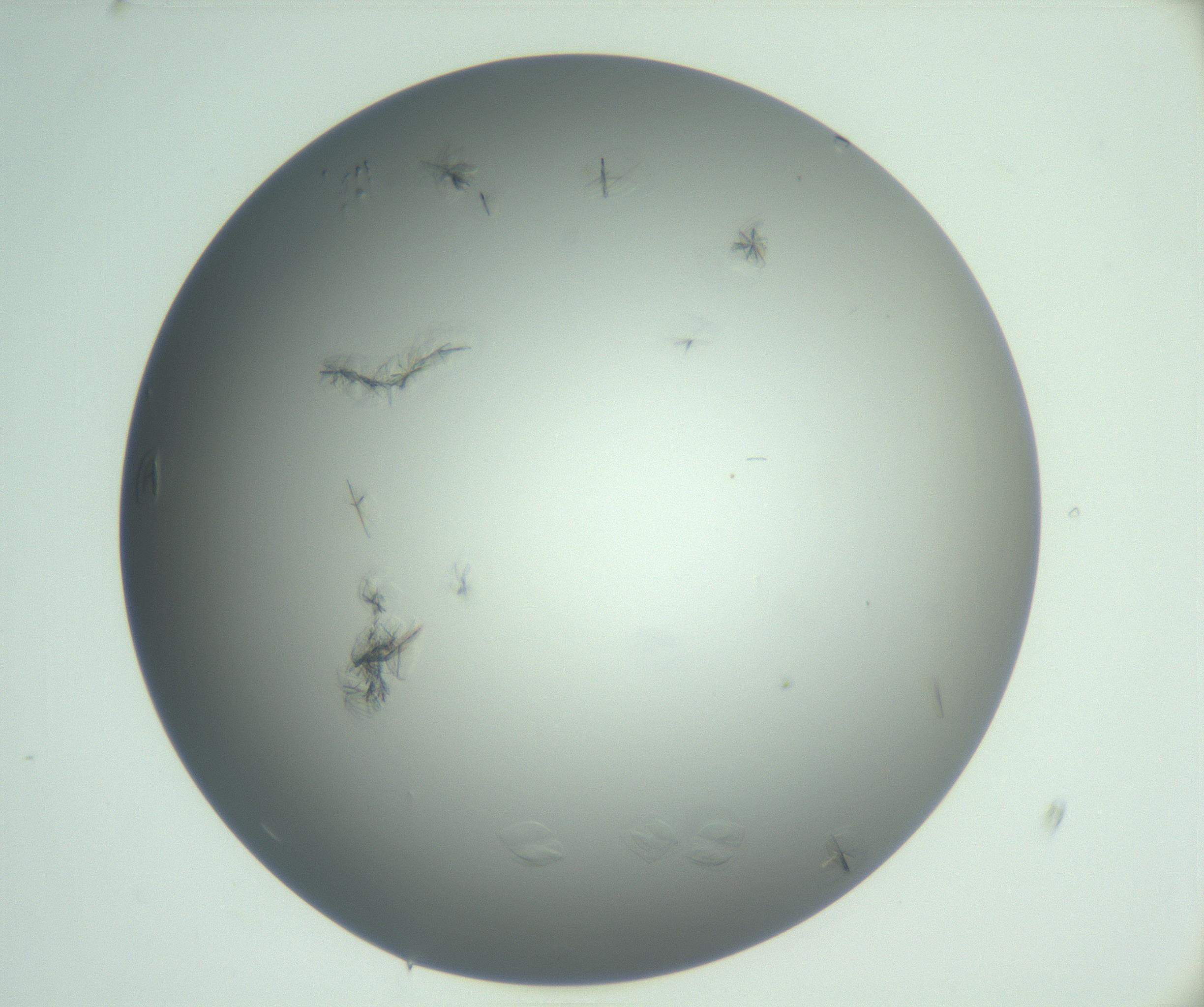 RI01_03_000_0212_Proj1_Clon1_MC_0000MC102987_003_161119_09_02_01_00_99_002_001_RAI.jpg