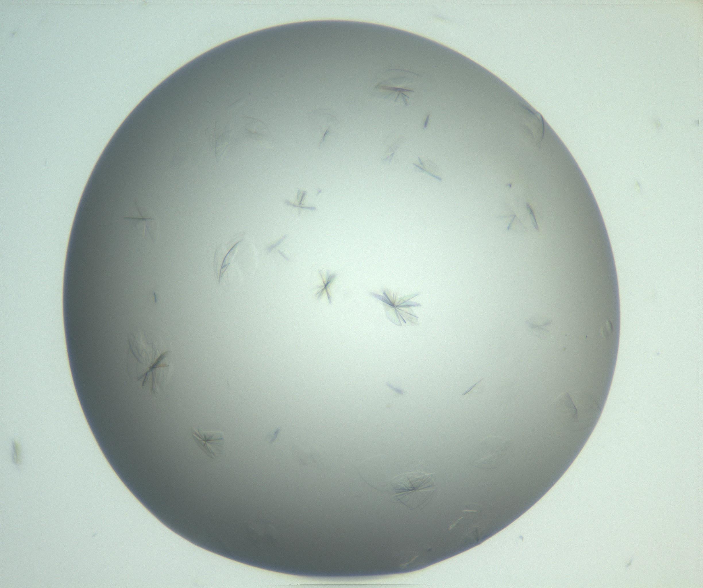 RI01_03_000_0212_Proj1_Clon1_MC_0000MC102987_003_161119_09_08_01_00_99_002_001_RAI.jpg