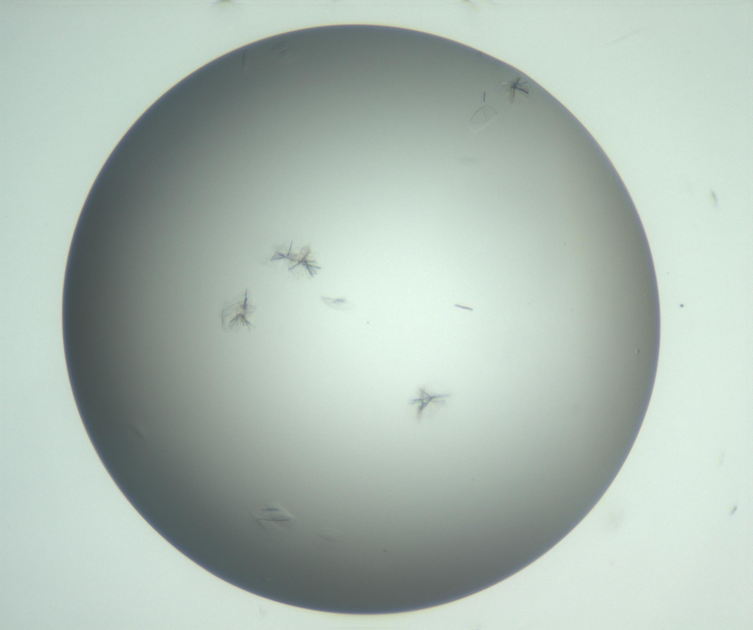 RI01_03_000_0212_Proj1_Clon1_MC_0000MC102987_003_161119_10_06_01_00_99_002_001_RAI.jpg