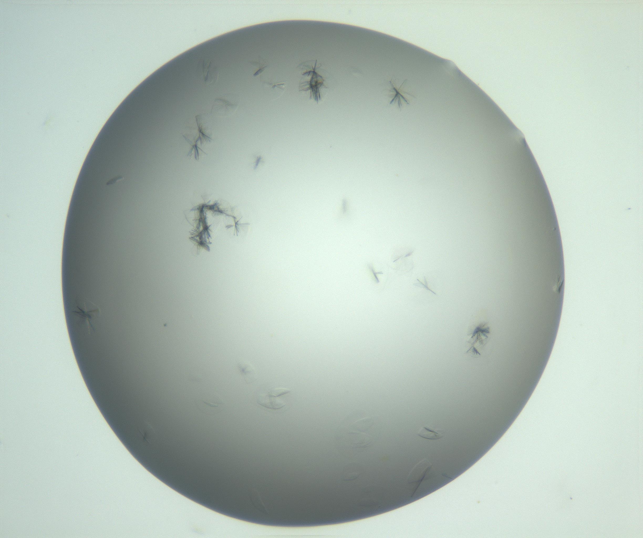 RI01_03_000_0212_Proj1_Clon1_MC_0000MC102987_003_161119_10_08_01_00_99_002_001_RAI.jpg
