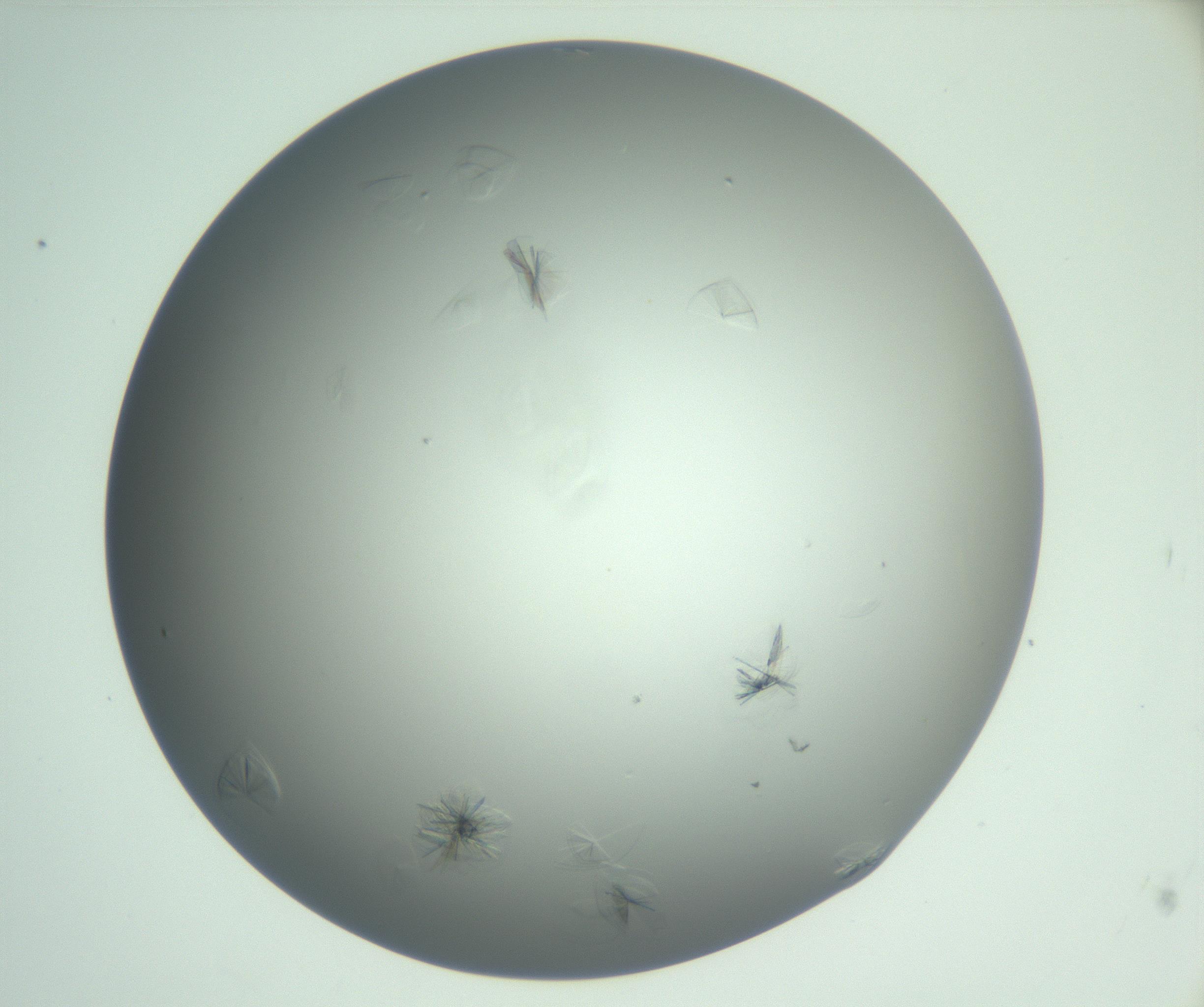 RI01_03_000_0212_Proj1_Clon1_MC_0000MC102987_003_161119_11_02_01_00_99_002_001_RAI.jpg