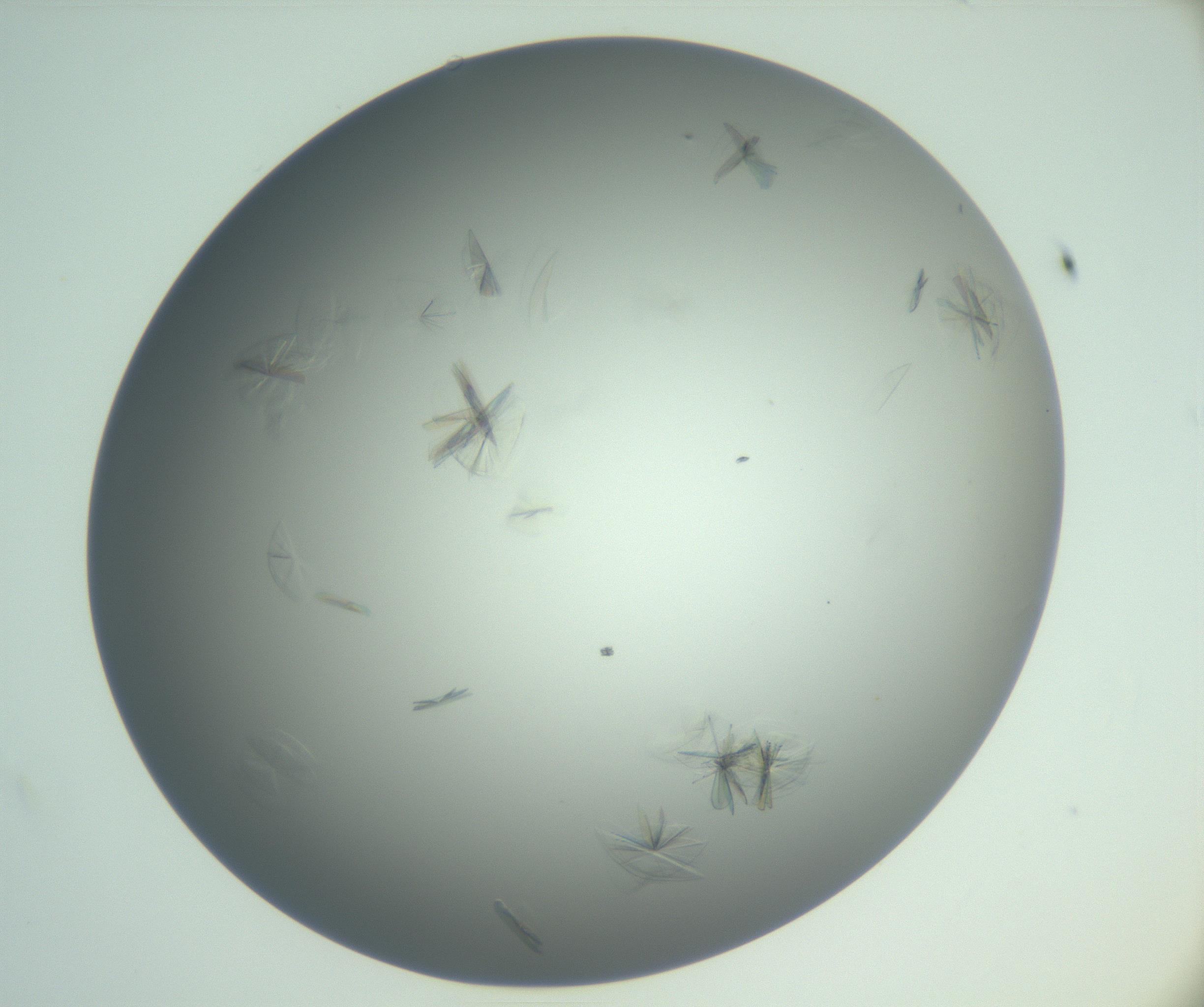 RI01_03_000_0212_Proj1_Clon1_MC_0000MC102987_003_161119_12_02_01_00_99_002_001_RAI.jpg