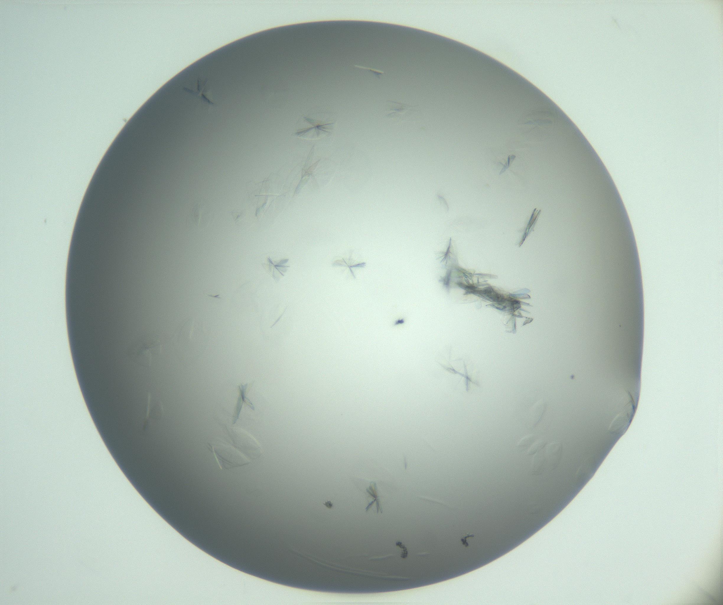 RI01_03_000_0212_Proj1_Clon1_MC_0000MC102987_003_161119_12_07_01_00_99_002_001_RAI.jpg