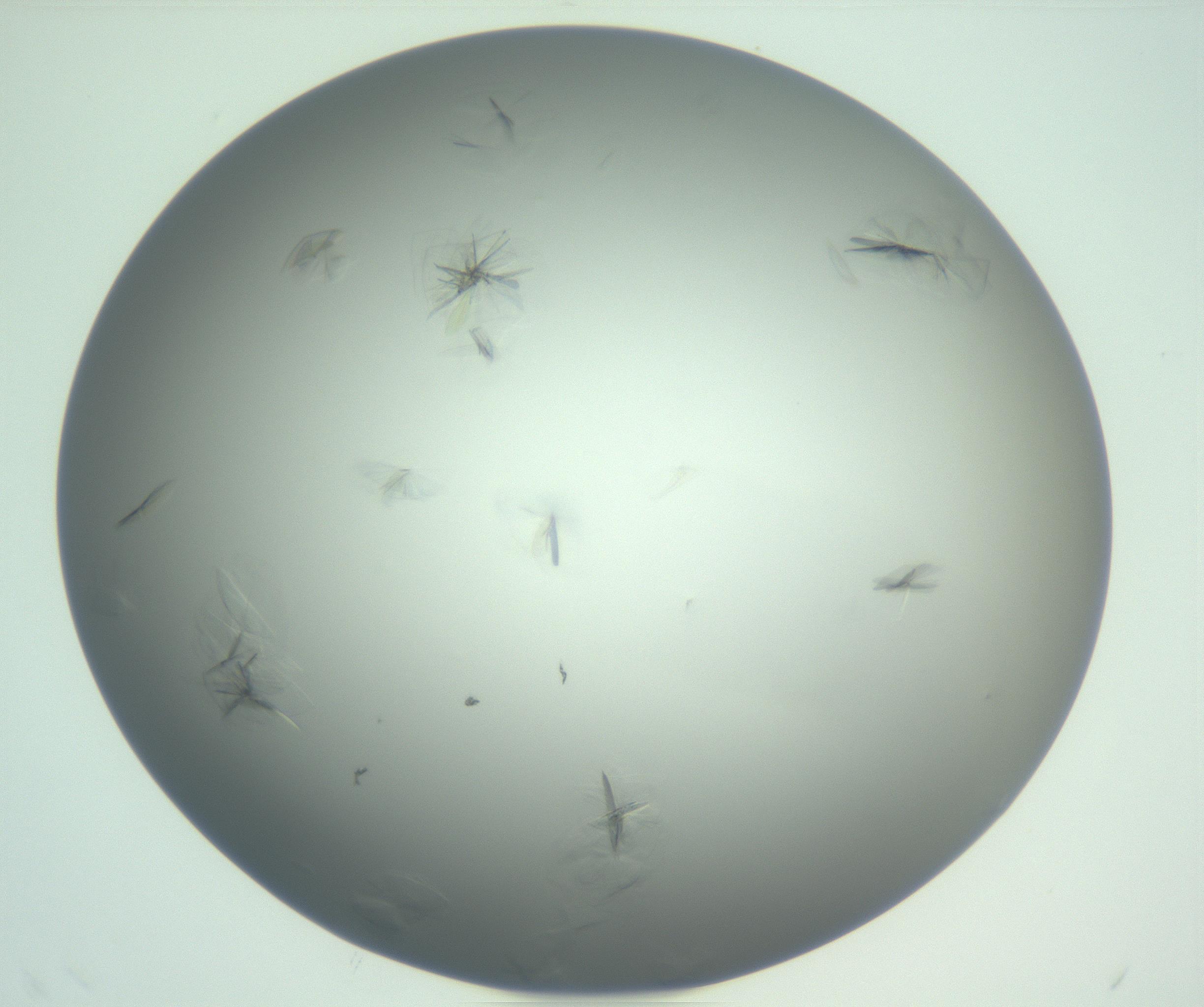 RI01_03_000_0212_Proj1_Clon1_MC_0000MC102987_003_161119_12_08_01_00_99_002_001_RAI.jpg
