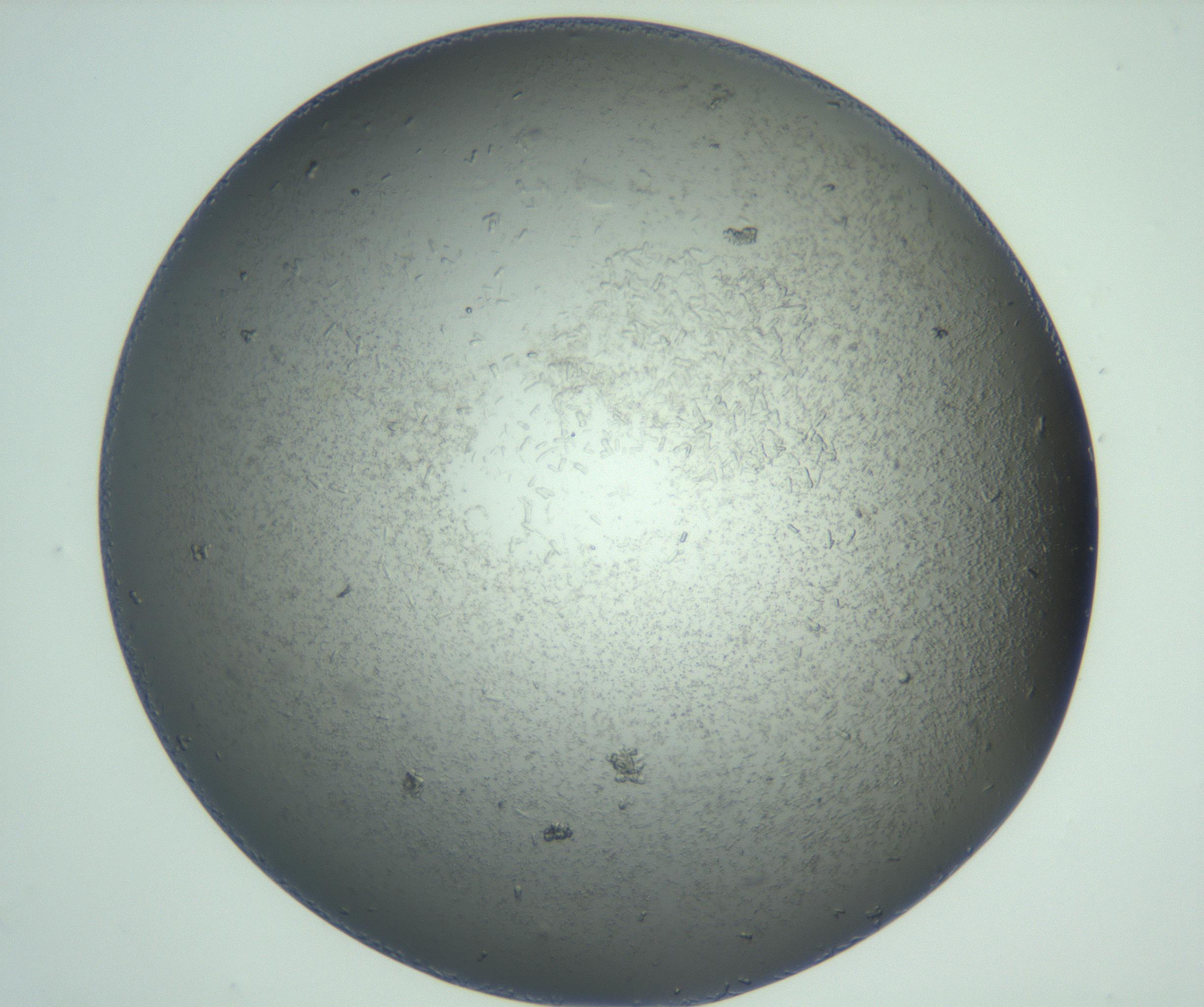 RI01_03_000_0212_Proj1_Clon1_MC_0000MC102987_003_161119_12_08_02_00_99_002_001_RAI.jpg