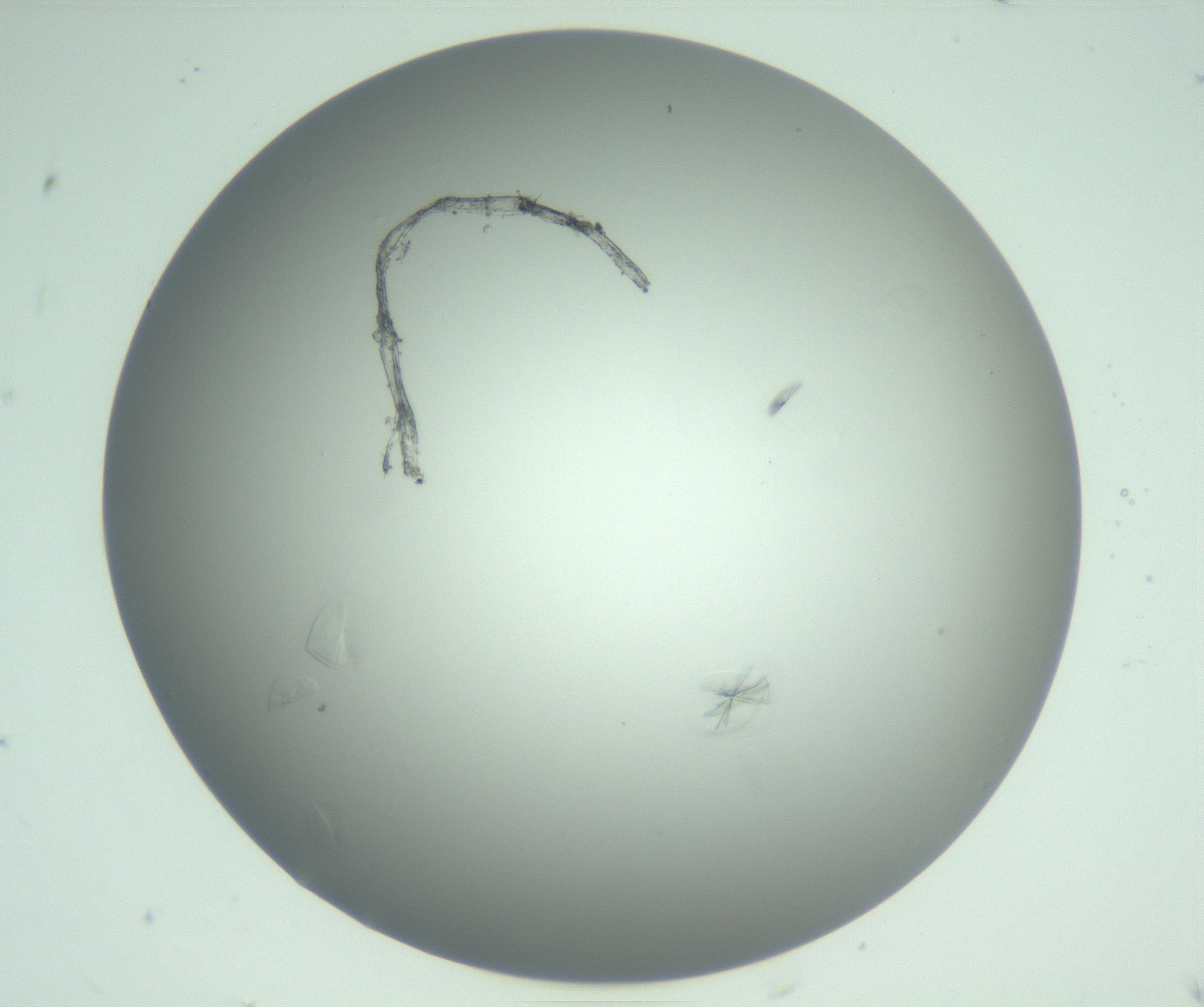 RI01_03_000_0212_Proj1_Clon1_MC_0000MC102987_004_161121_07_05_01_00_99_002_001_RAI.jpg
