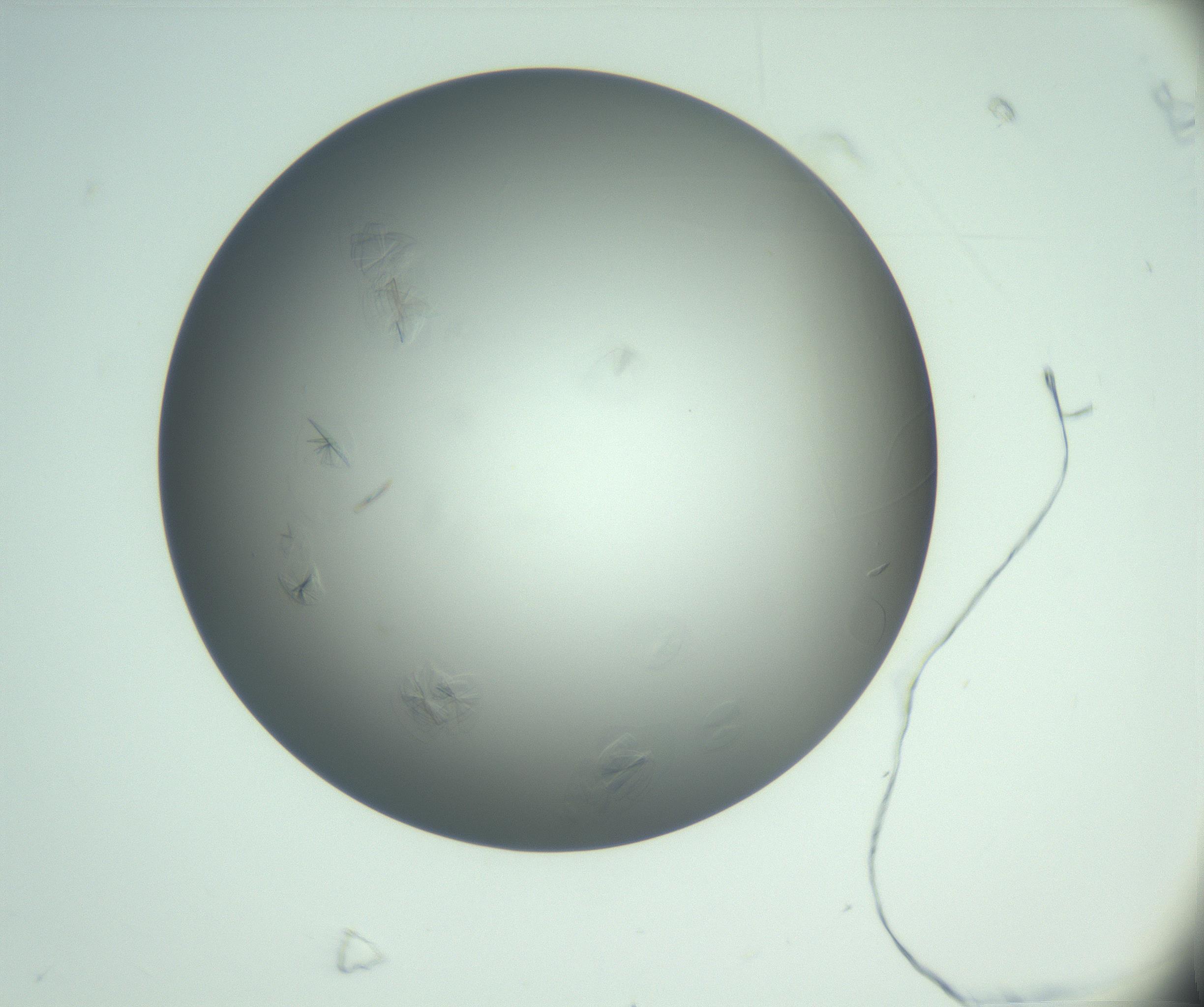 RI01_03_000_0212_Proj1_Clon1_MC_0000MC102987_004_161121_08_06_01_00_99_002_001_RAI.jpg