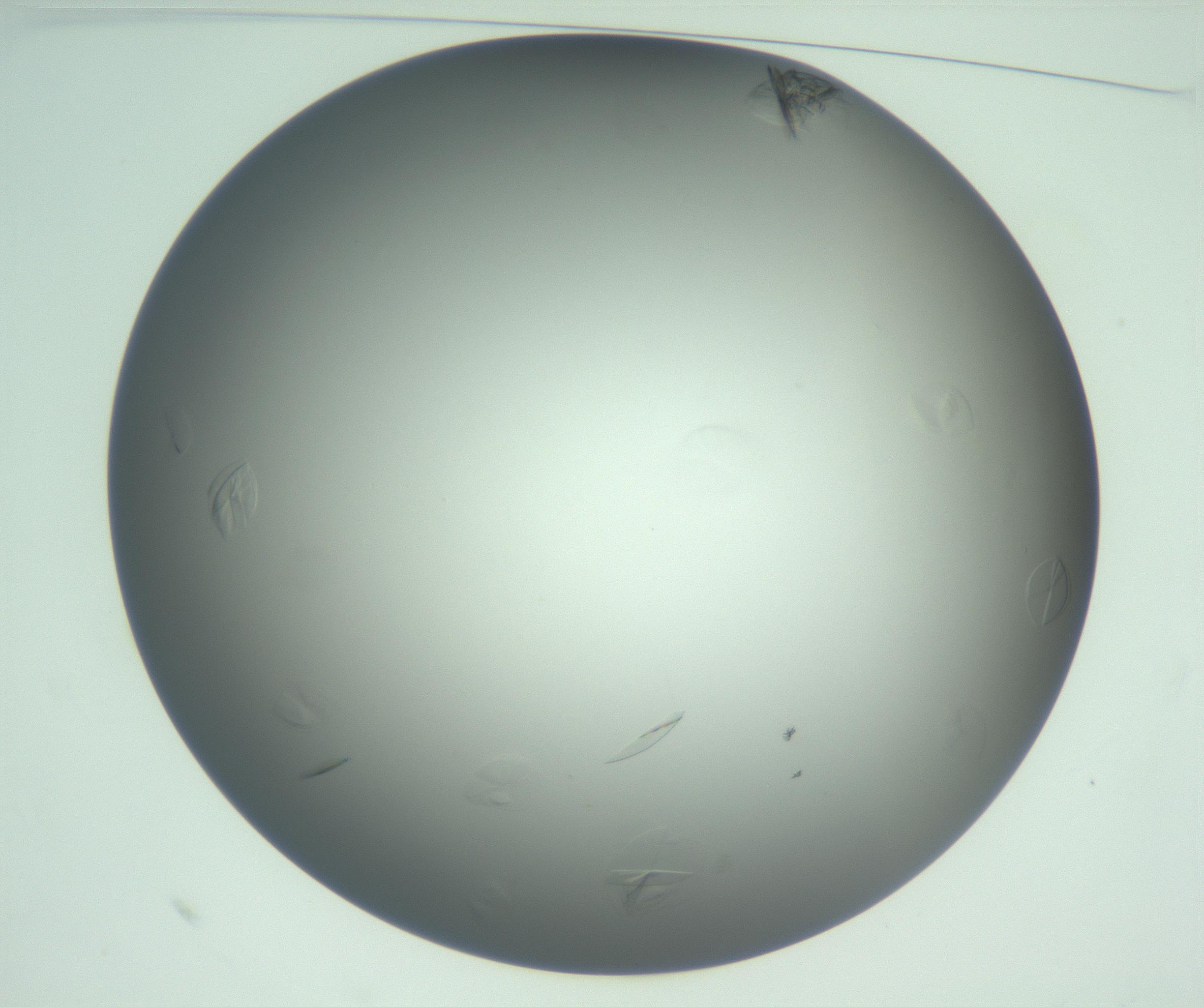 RI01_03_000_0212_Proj1_Clon1_MC_0000MC102987_004_161121_10_01_01_00_99_002_001_RAI.jpg