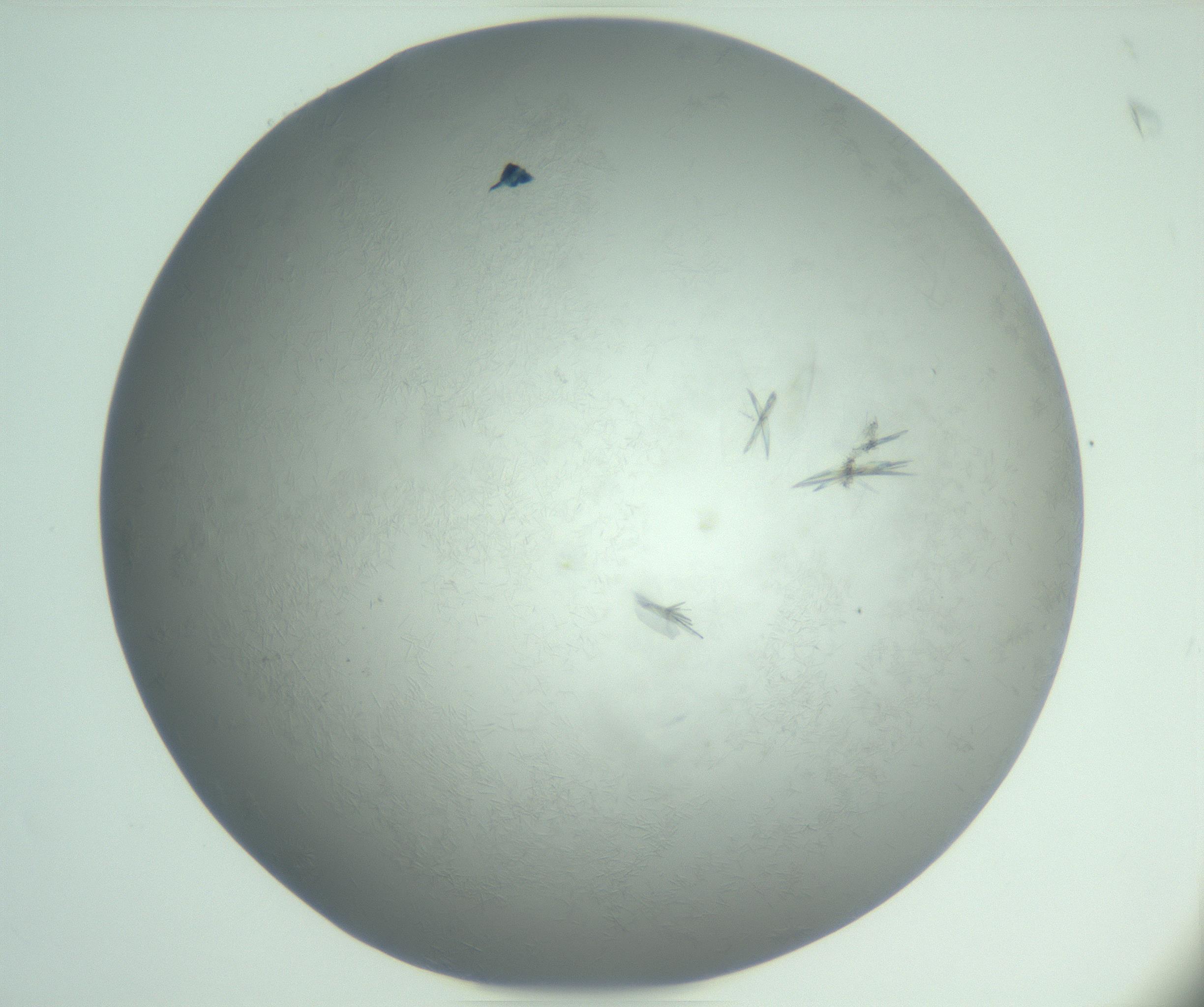 RI01_03_000_0212_Proj1_Clon1_MC_0000MC102988_003_161119_01_06_01_00_99_002_001_RAI.jpg