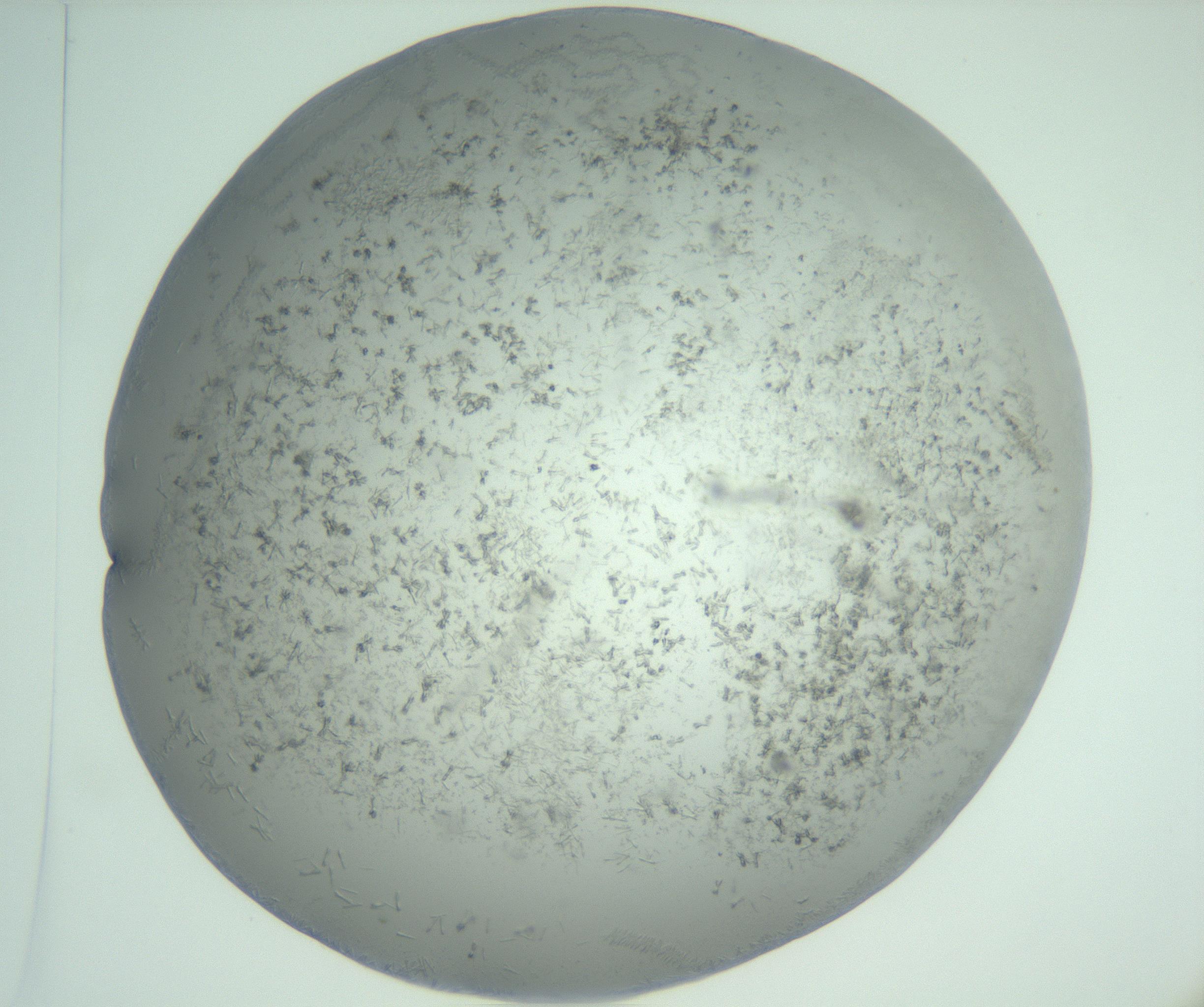RI01_03_000_0212_Proj1_Clon1_MC_0000MC102988_003_161119_01_06_02_00_99_002_001_RAI.jpg