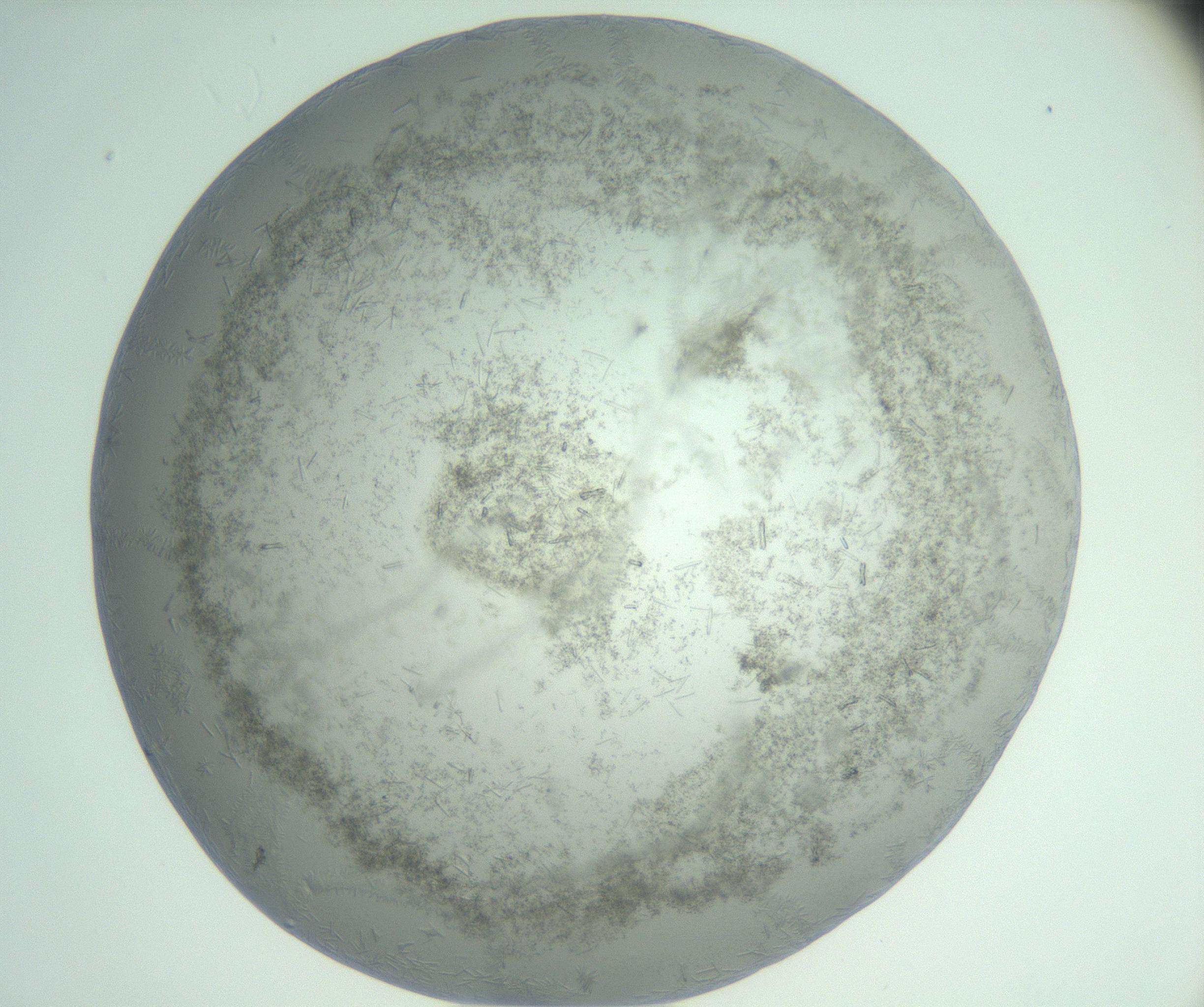 RI01_03_000_0212_Proj1_Clon1_MC_0000MC102988_003_161119_01_07_02_00_99_002_001_RAI.jpg
