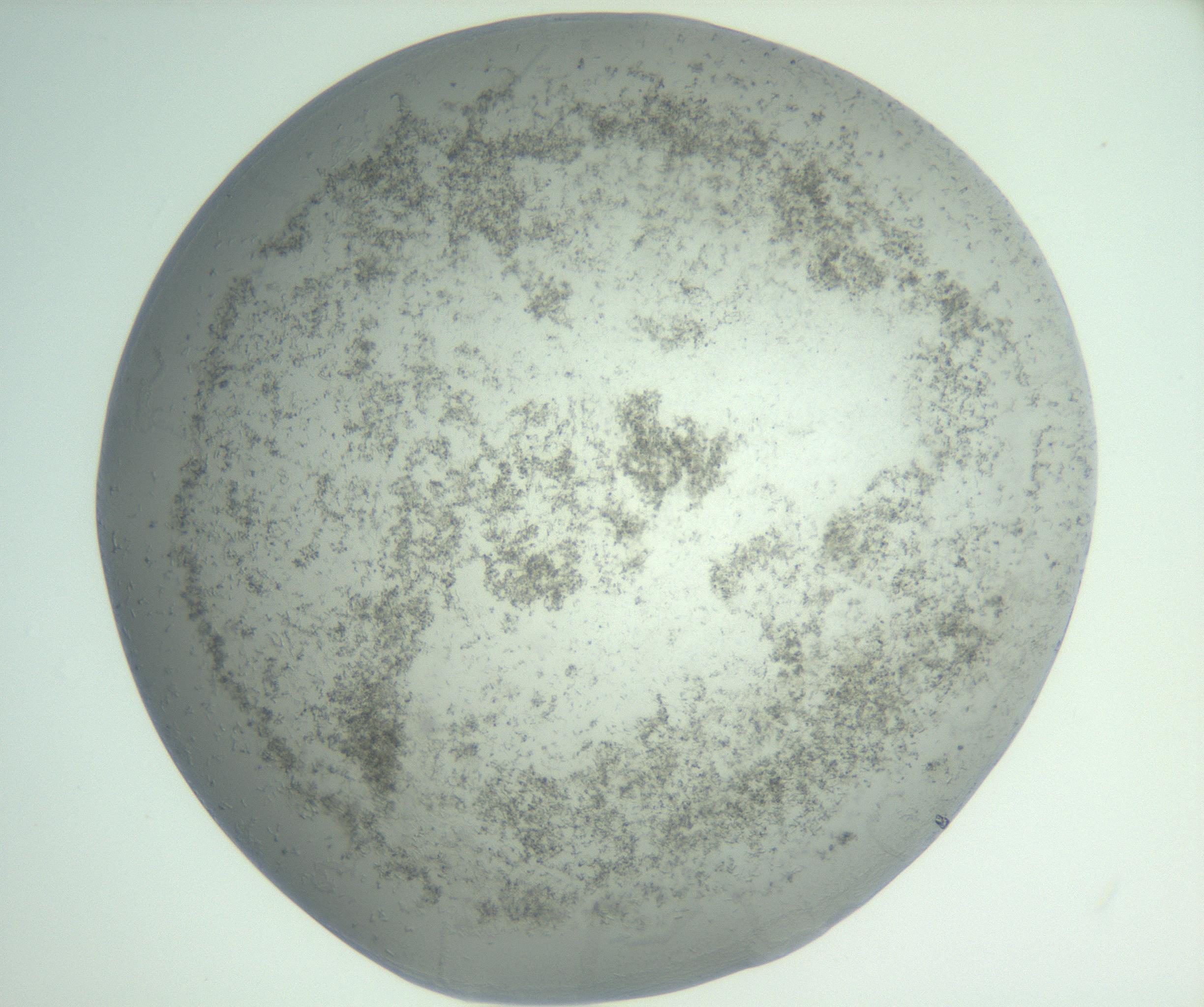 RI01_03_000_0212_Proj1_Clon1_MC_0000MC102988_003_161119_01_08_02_00_99_002_001_RAI.jpg
