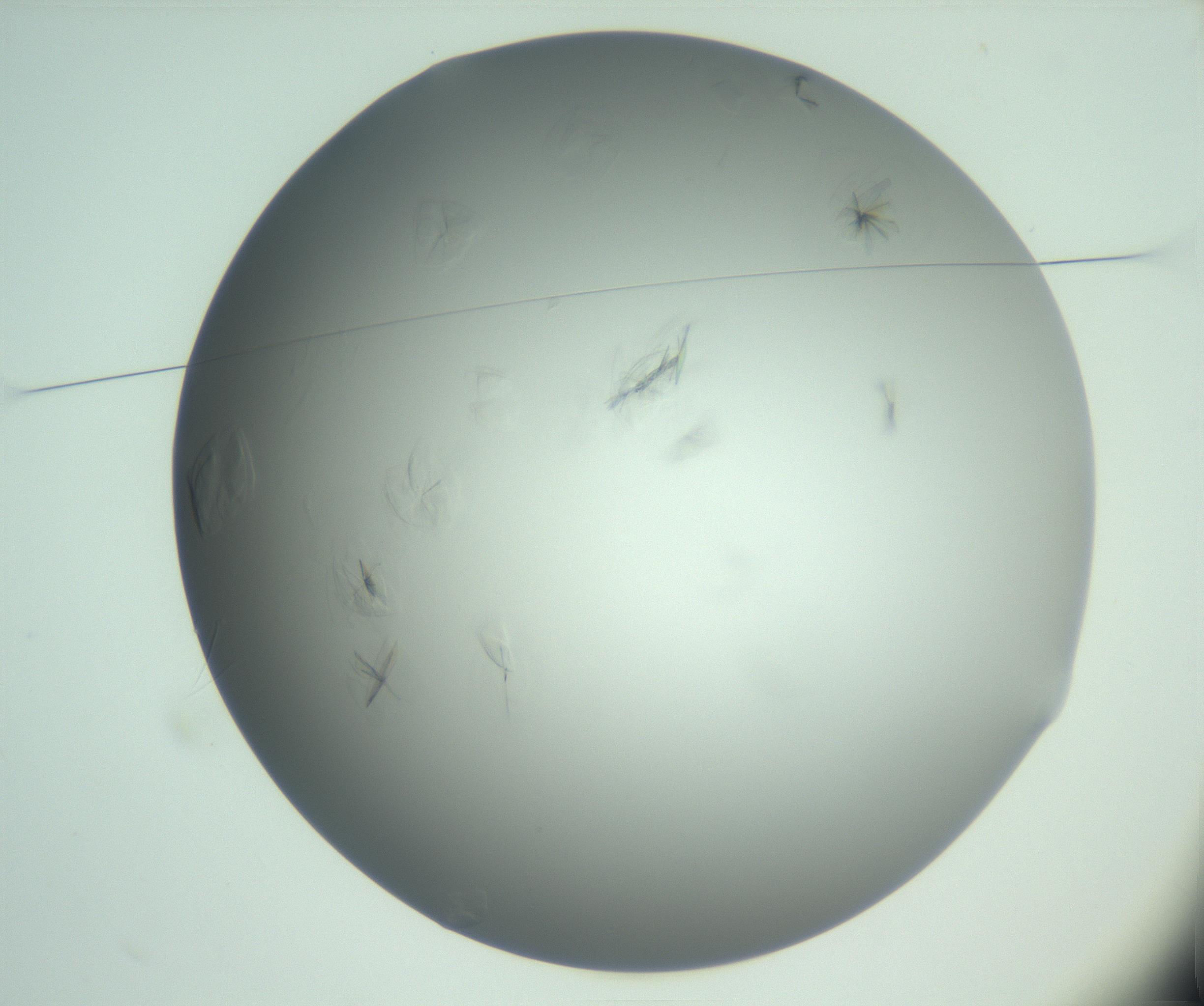 RI01_03_000_0212_Proj1_Clon1_MC_0000MC102988_003_161119_02_01_01_00_99_002_001_RAI.jpg