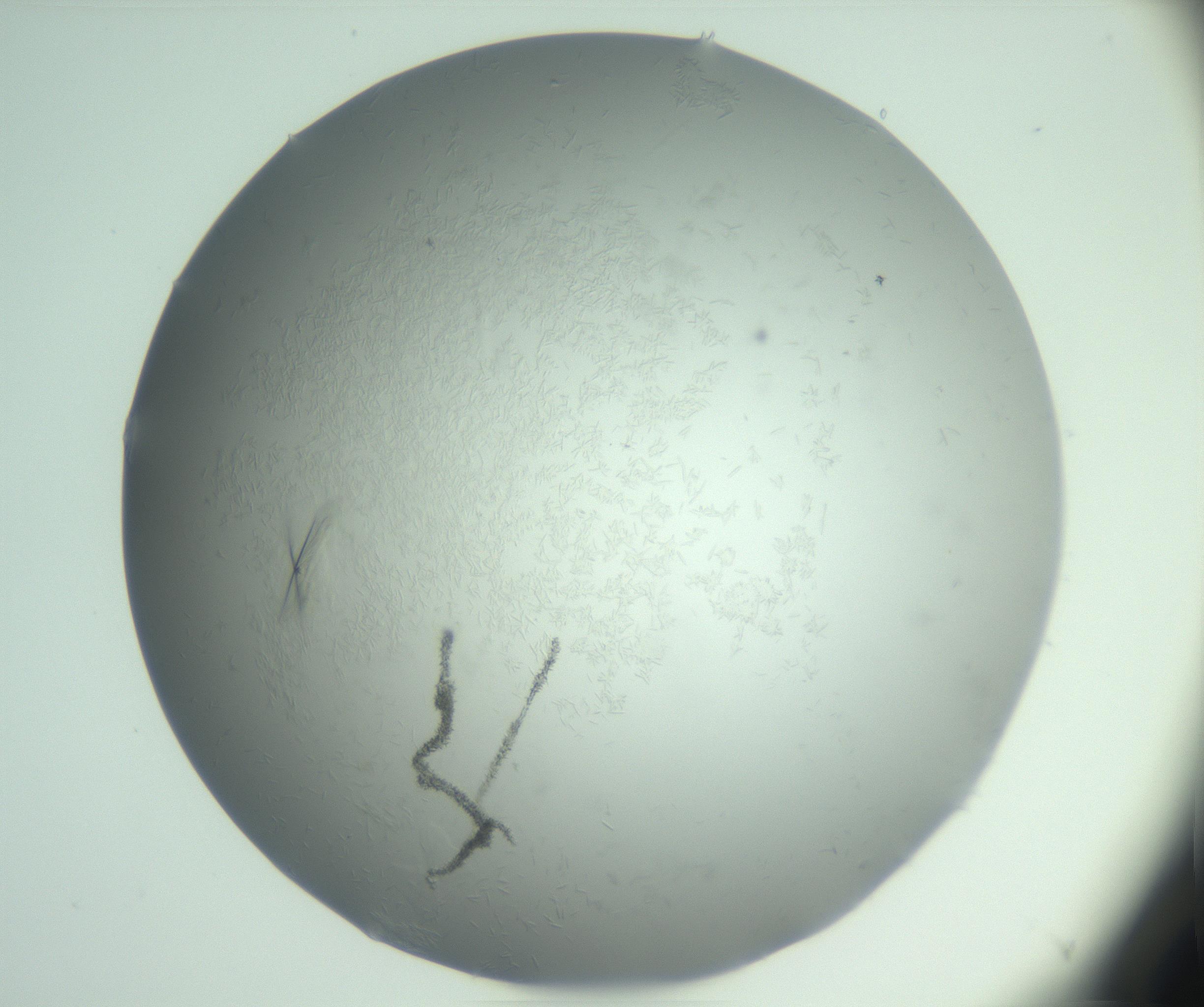 RI01_03_000_0212_Proj1_Clon1_MC_0000MC102988_003_161119_02_06_01_00_99_002_001_RAI.jpg